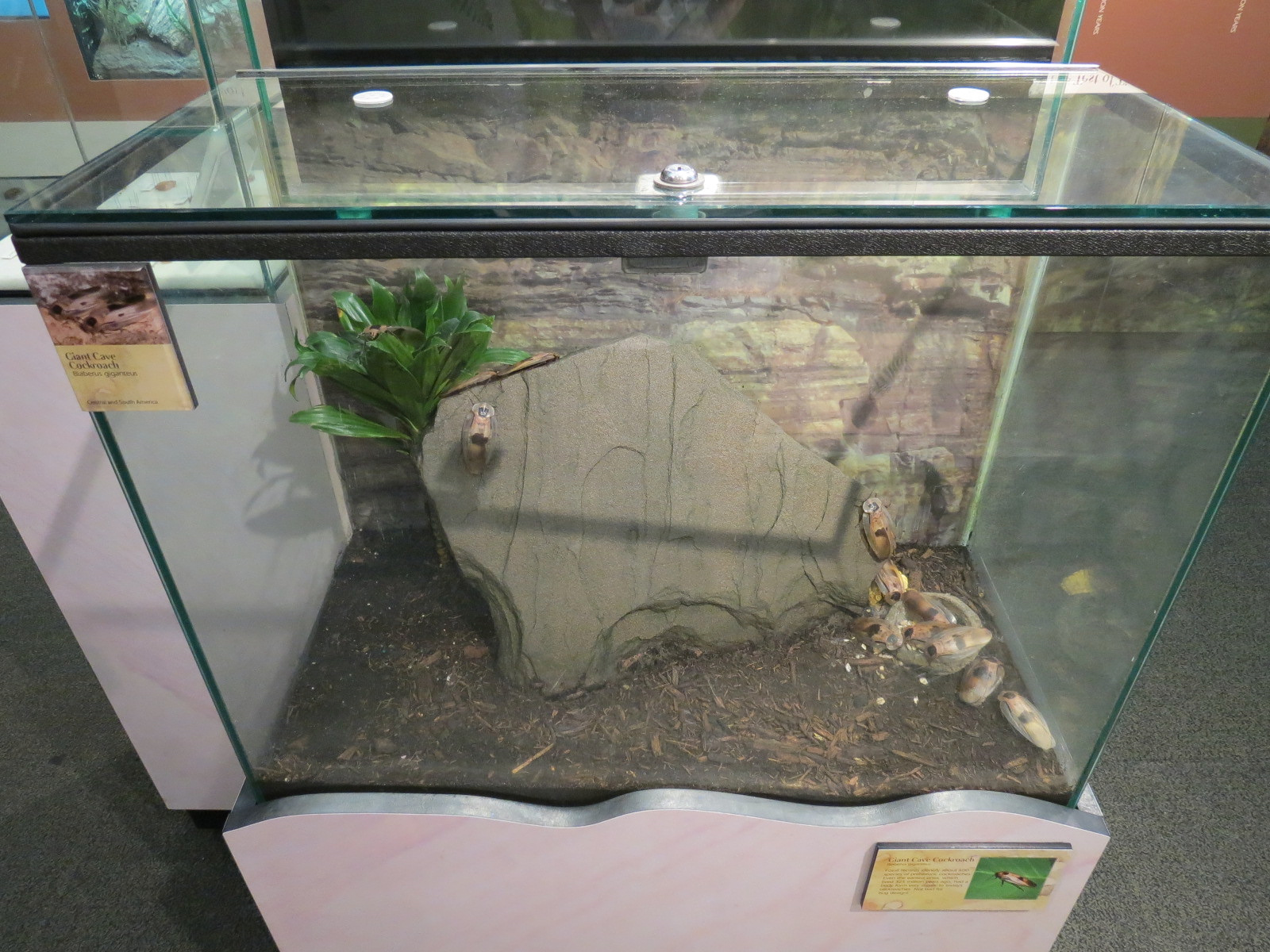 Main Hallway - Giant Cave Cockroach Exhibit