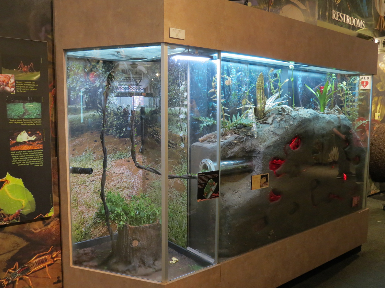 Main Hallway - Leafcutter Ant Exhibit