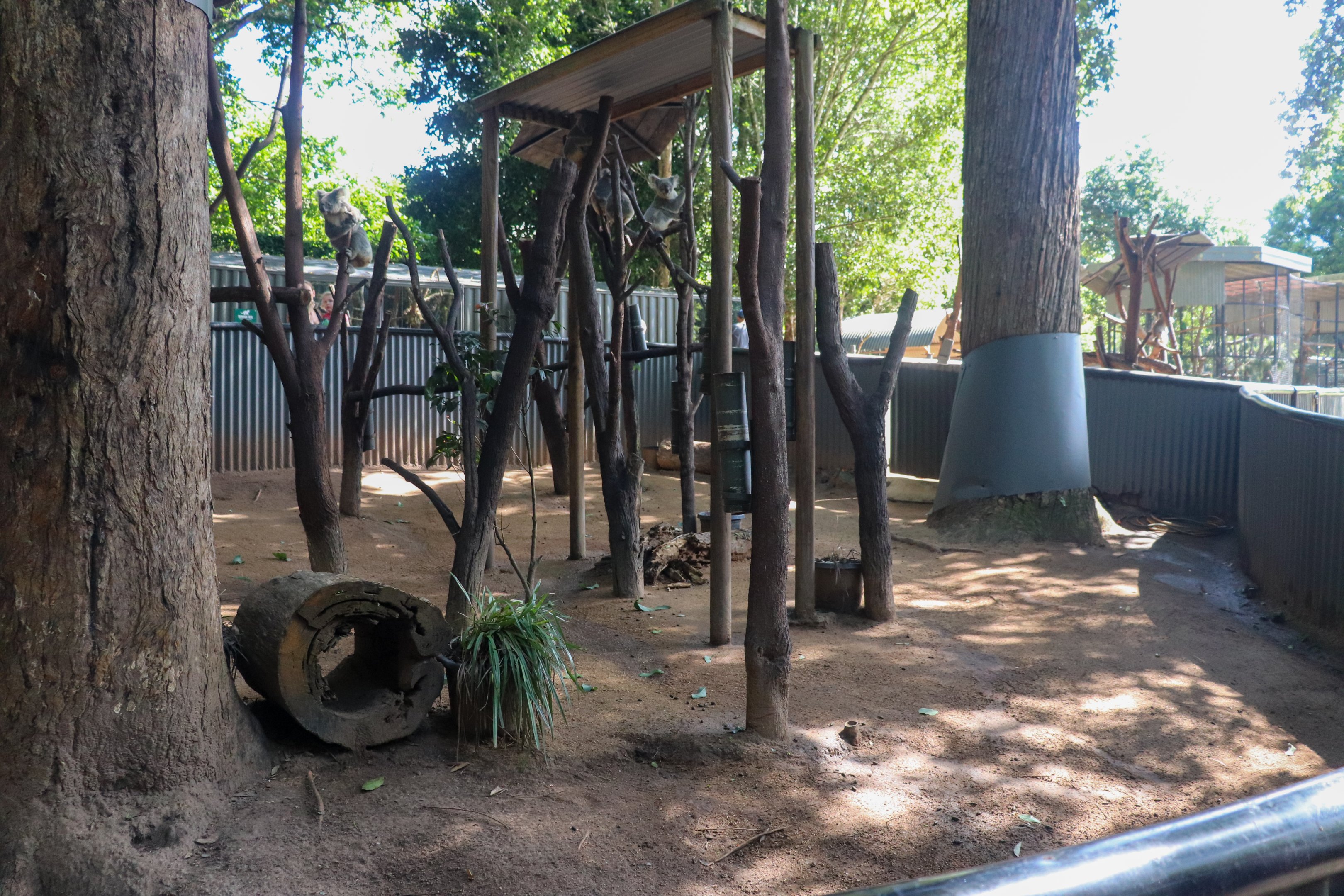 Main Koala Enclosure