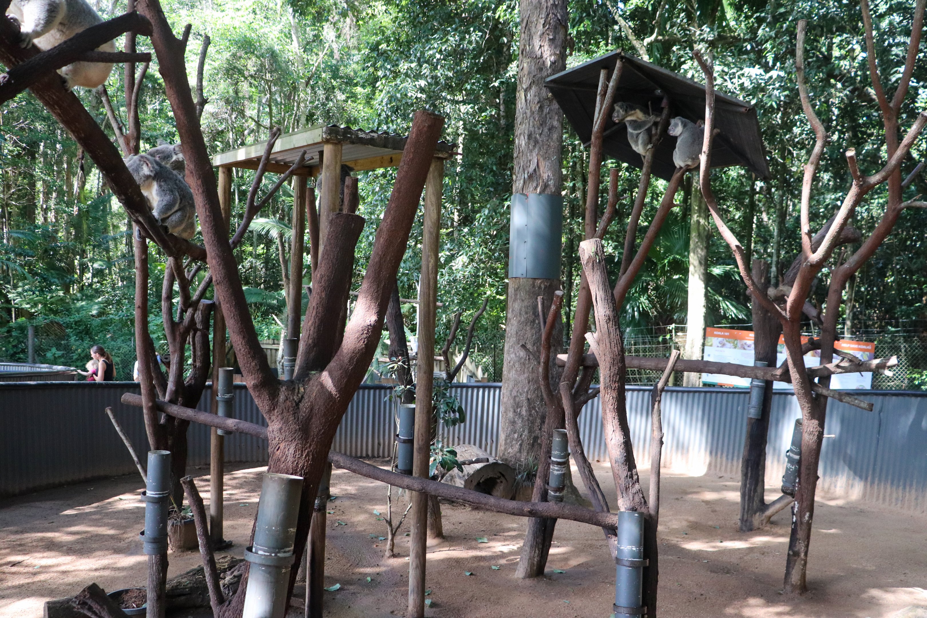 Main Koala Enclosure