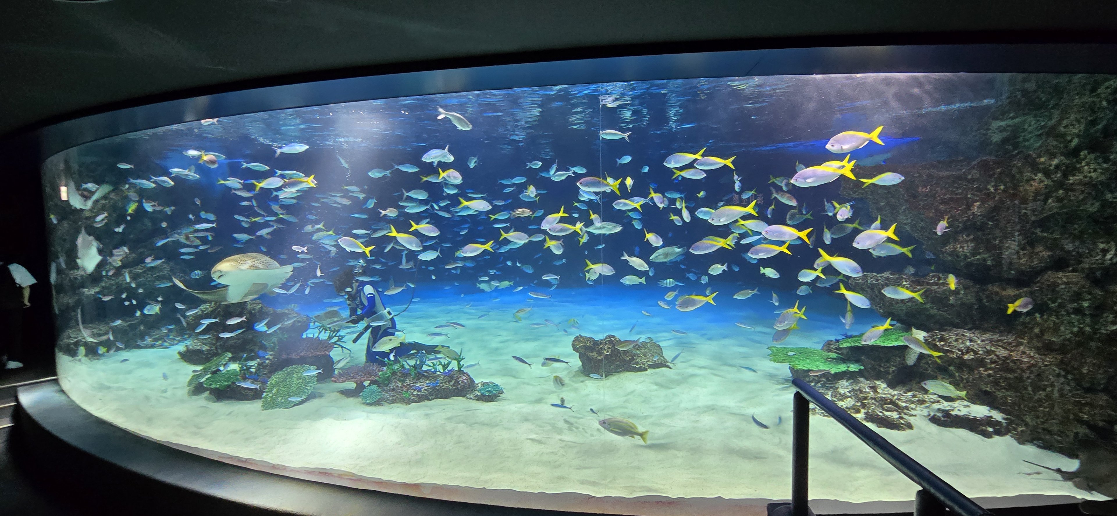 Main lagon/reef tank