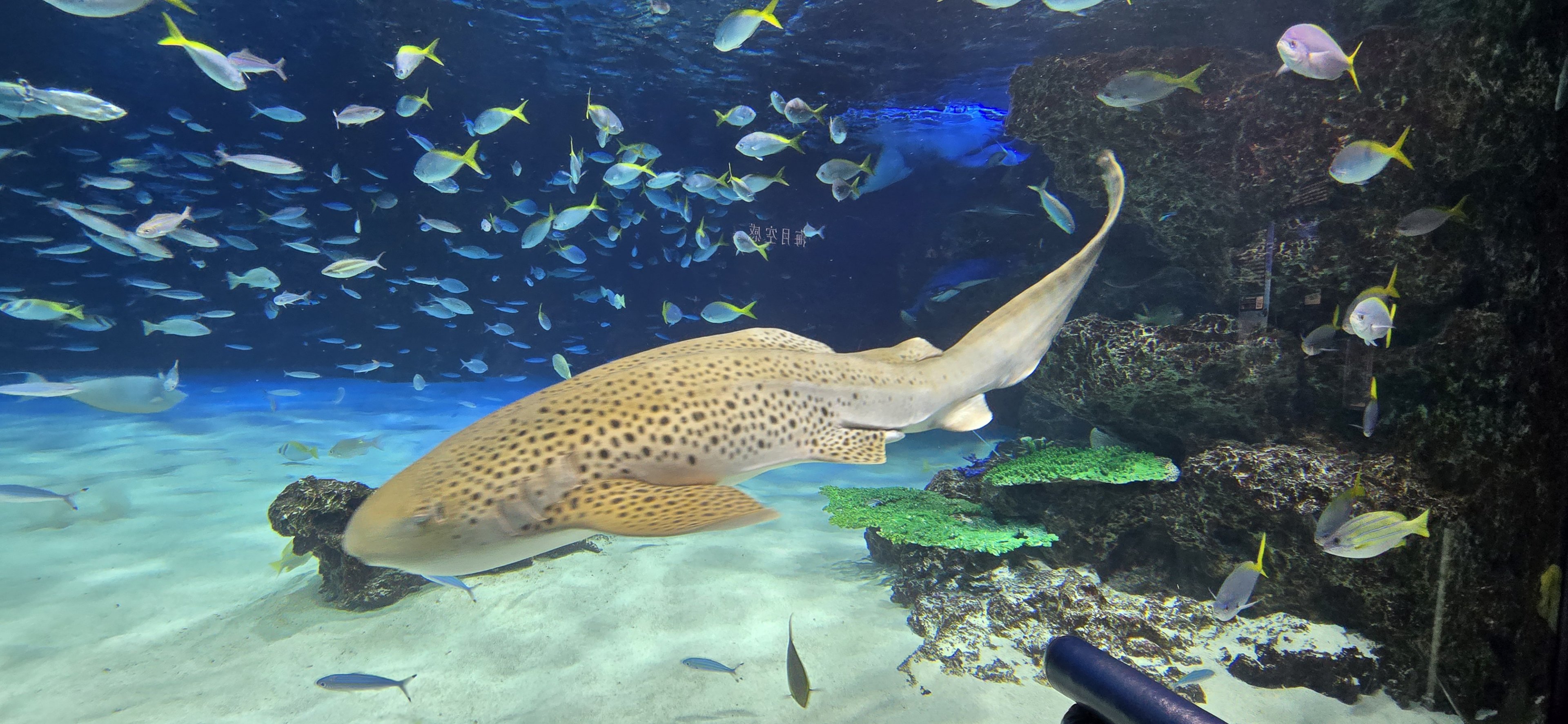 Main/Lagoon reef tank Zebra shark
