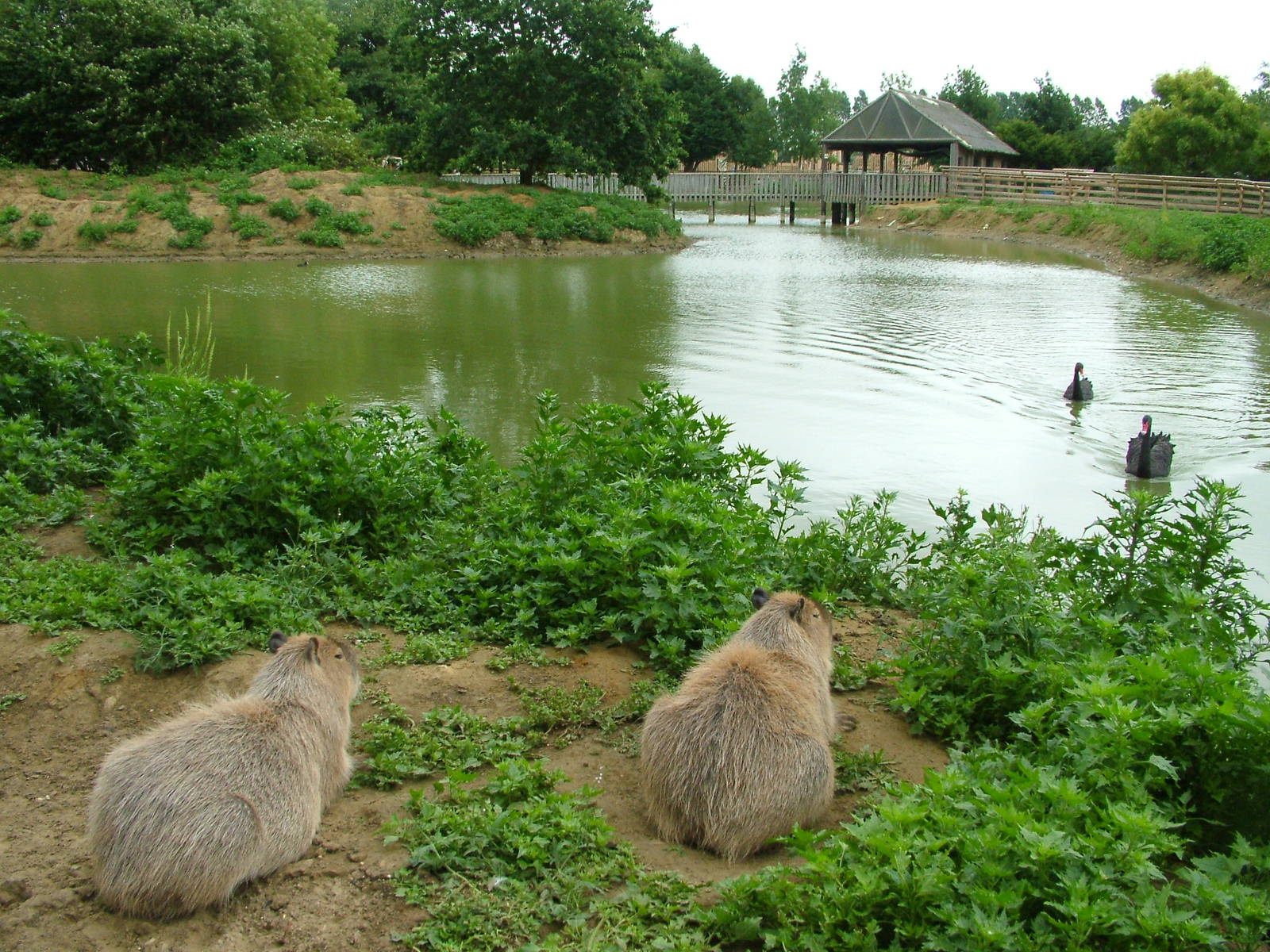 Main lake at Wingham WP, 31/07/10