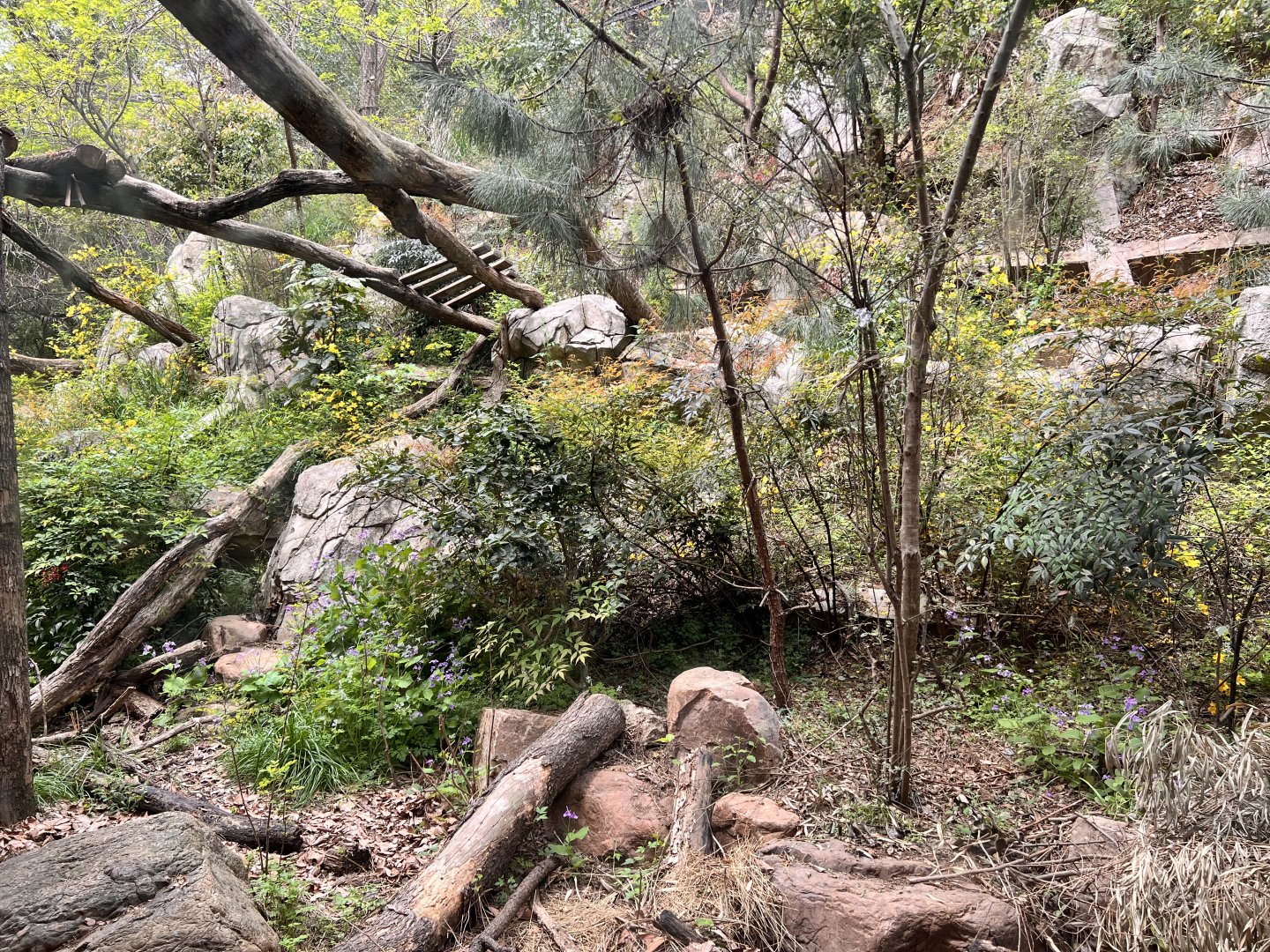 Main Leopard Exhibit