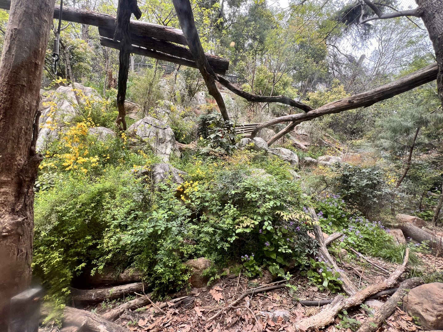 Main Leopard Exhibit