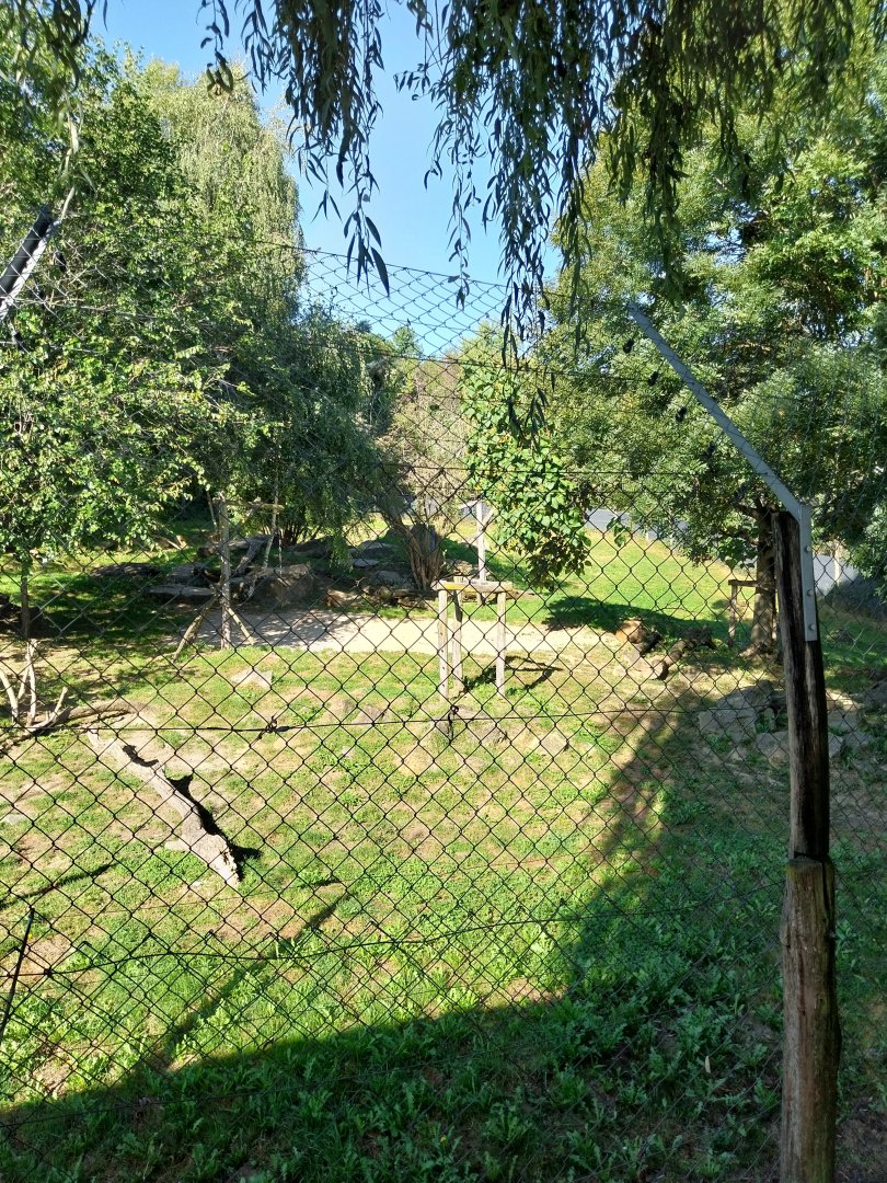 Main lion enclosure