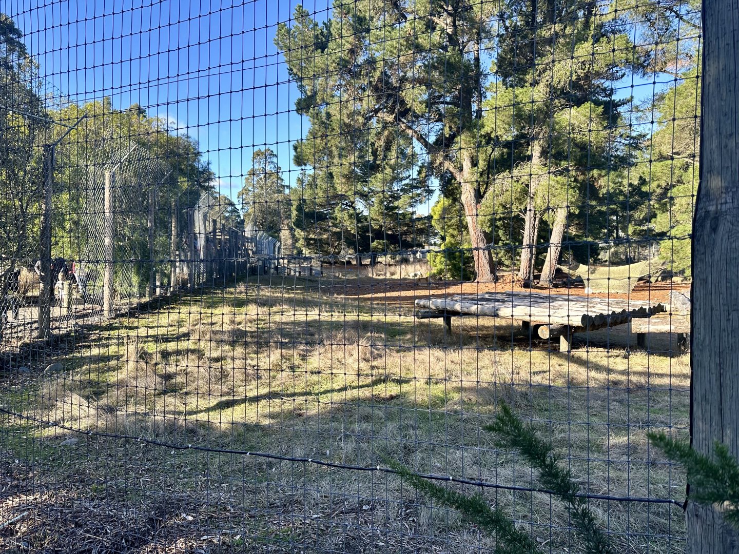 Main Lion Exhibit (Kiara’s Pride)