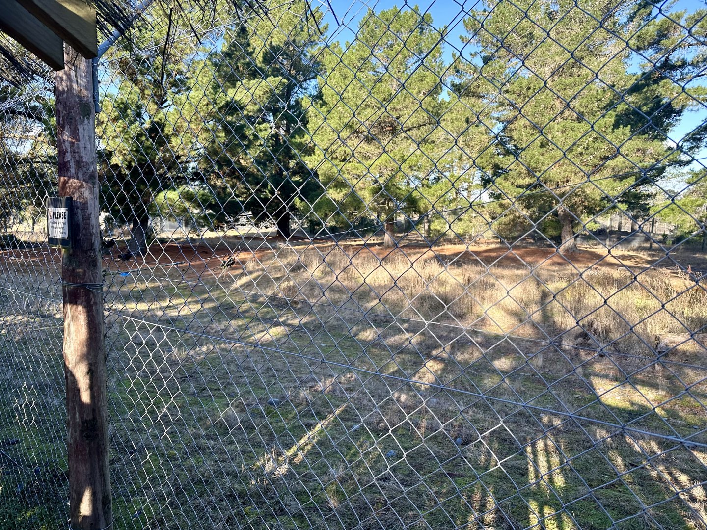 Main Lion Exhibit (Kiara’s Pride)