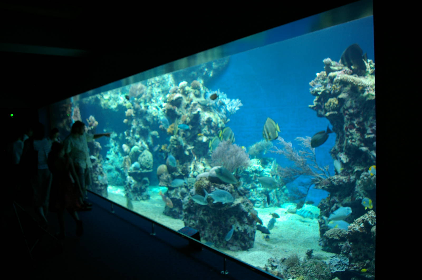 main marine tank (the front window)