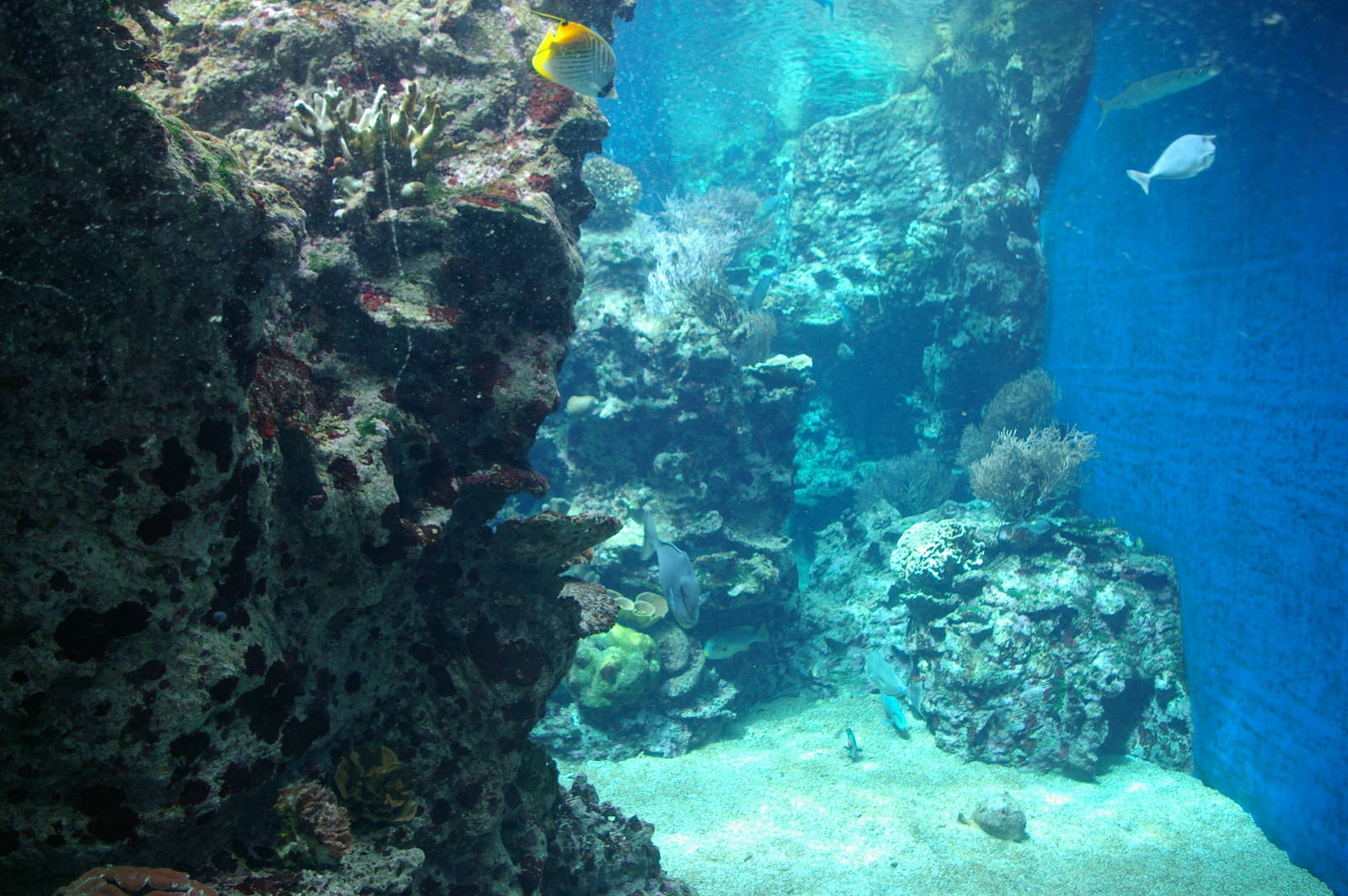 main marine tank (through the porthole)