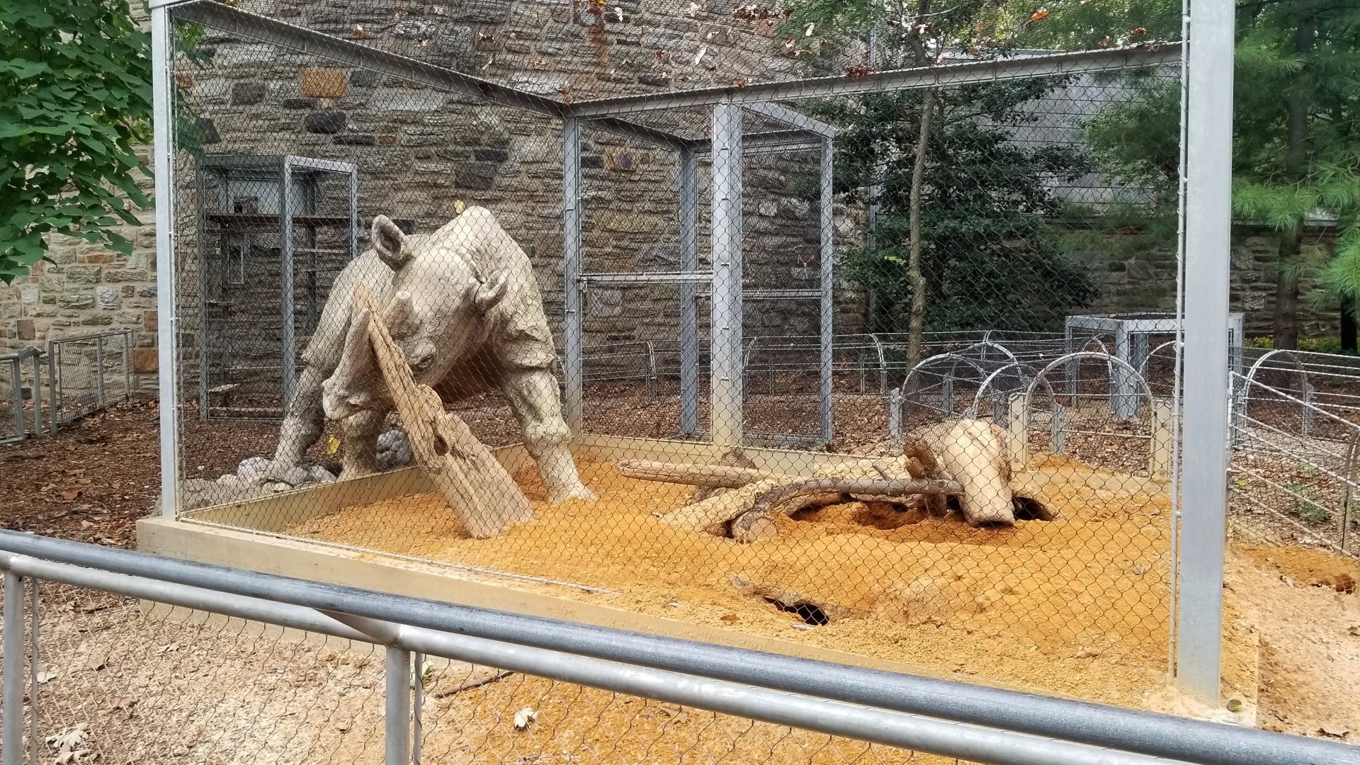 Main meerkat digging area