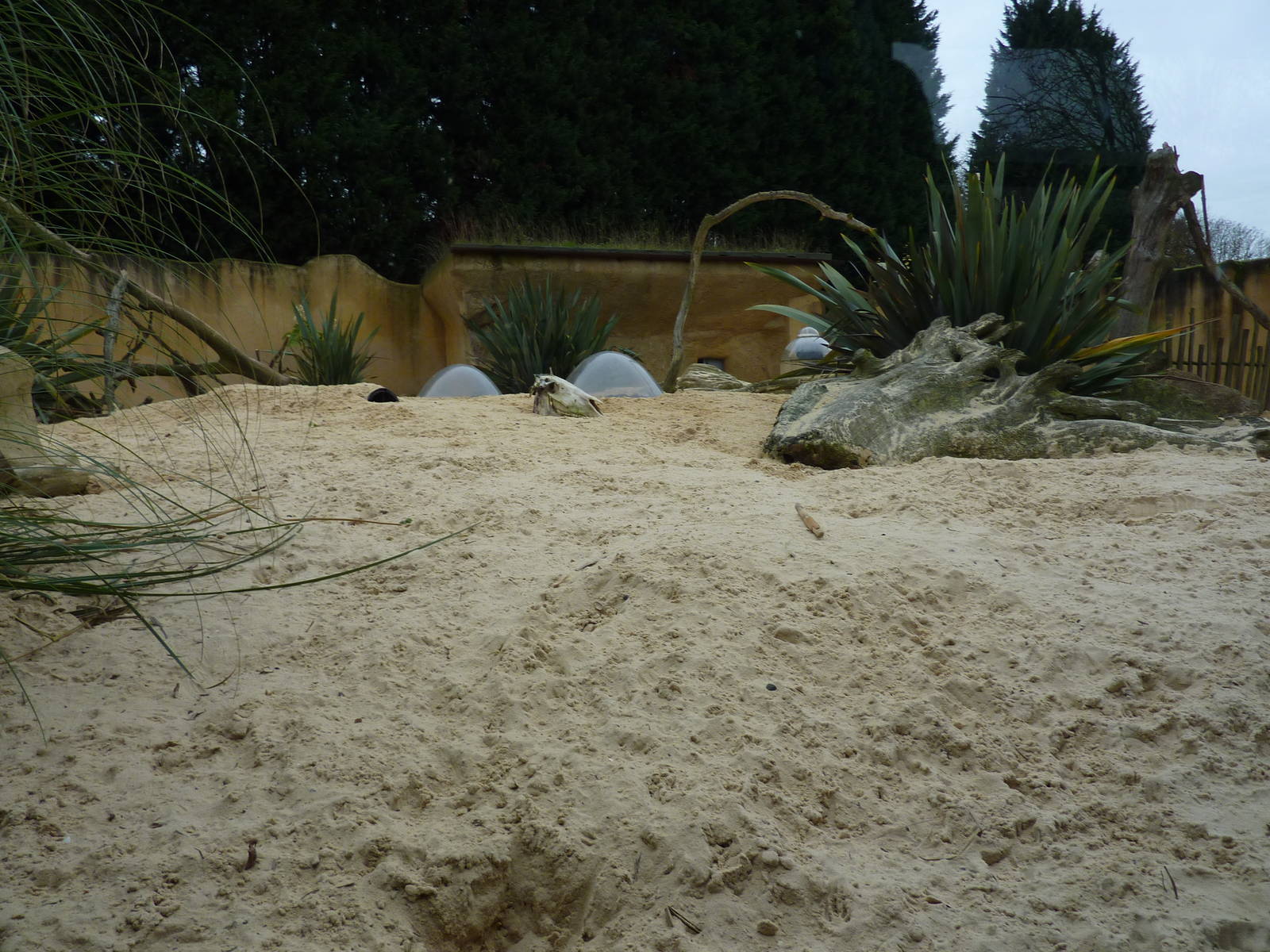 Main meerkat enclosure