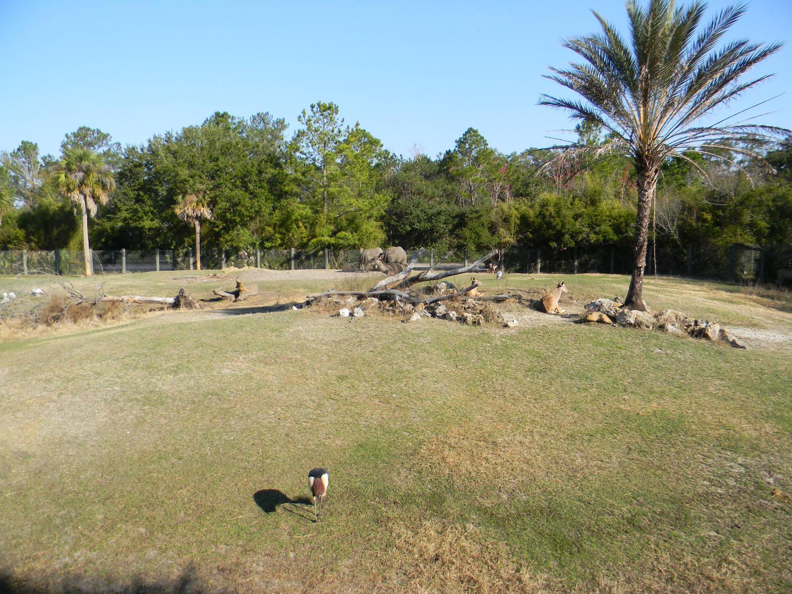 Main Mix Species African Yard