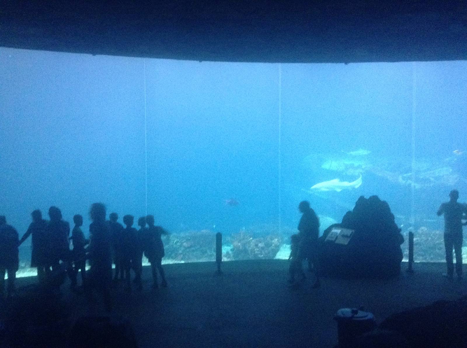 Main Ocean Tank - Burger's Zoo