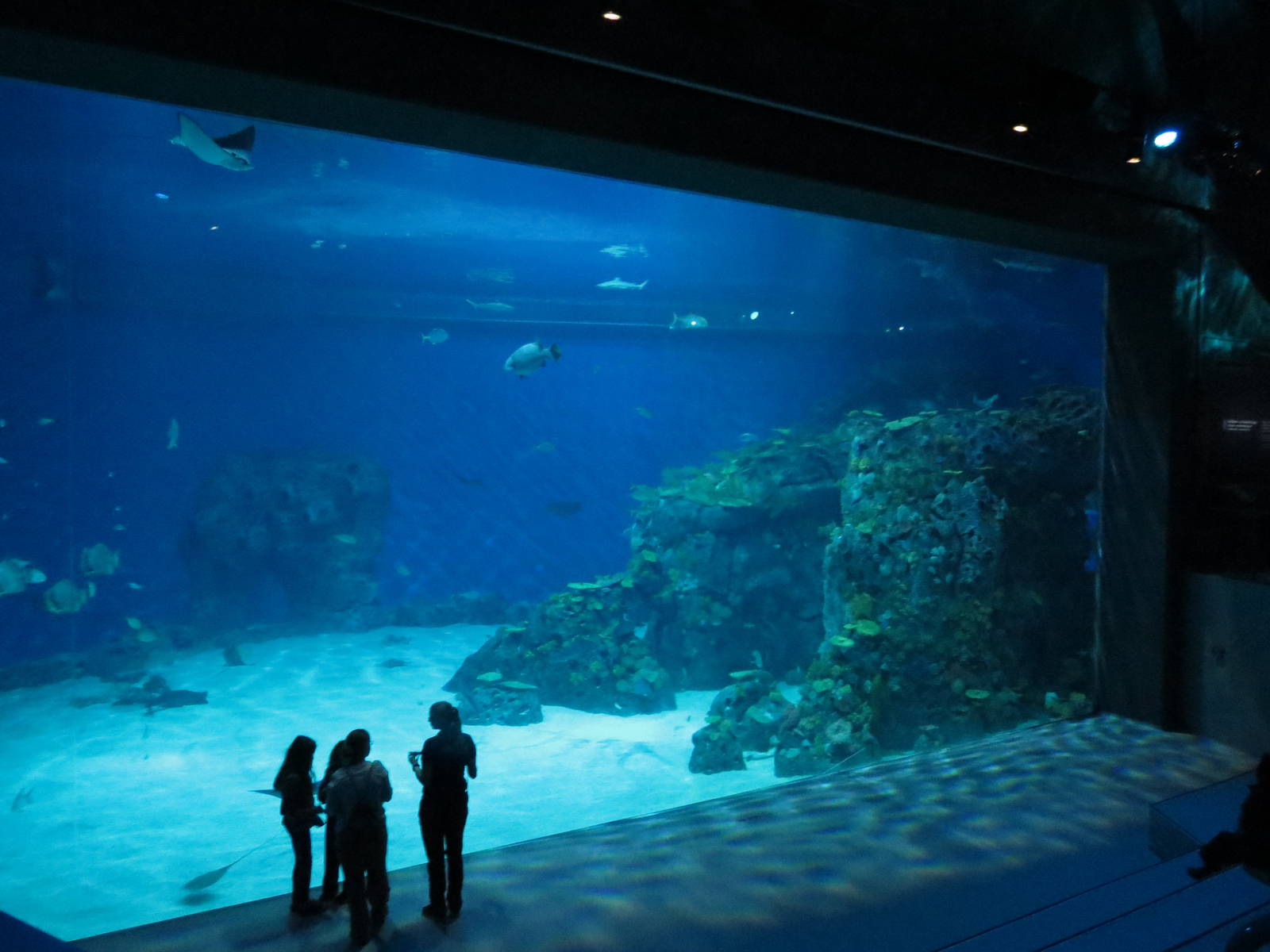 Main ocean tank, June 2015.
