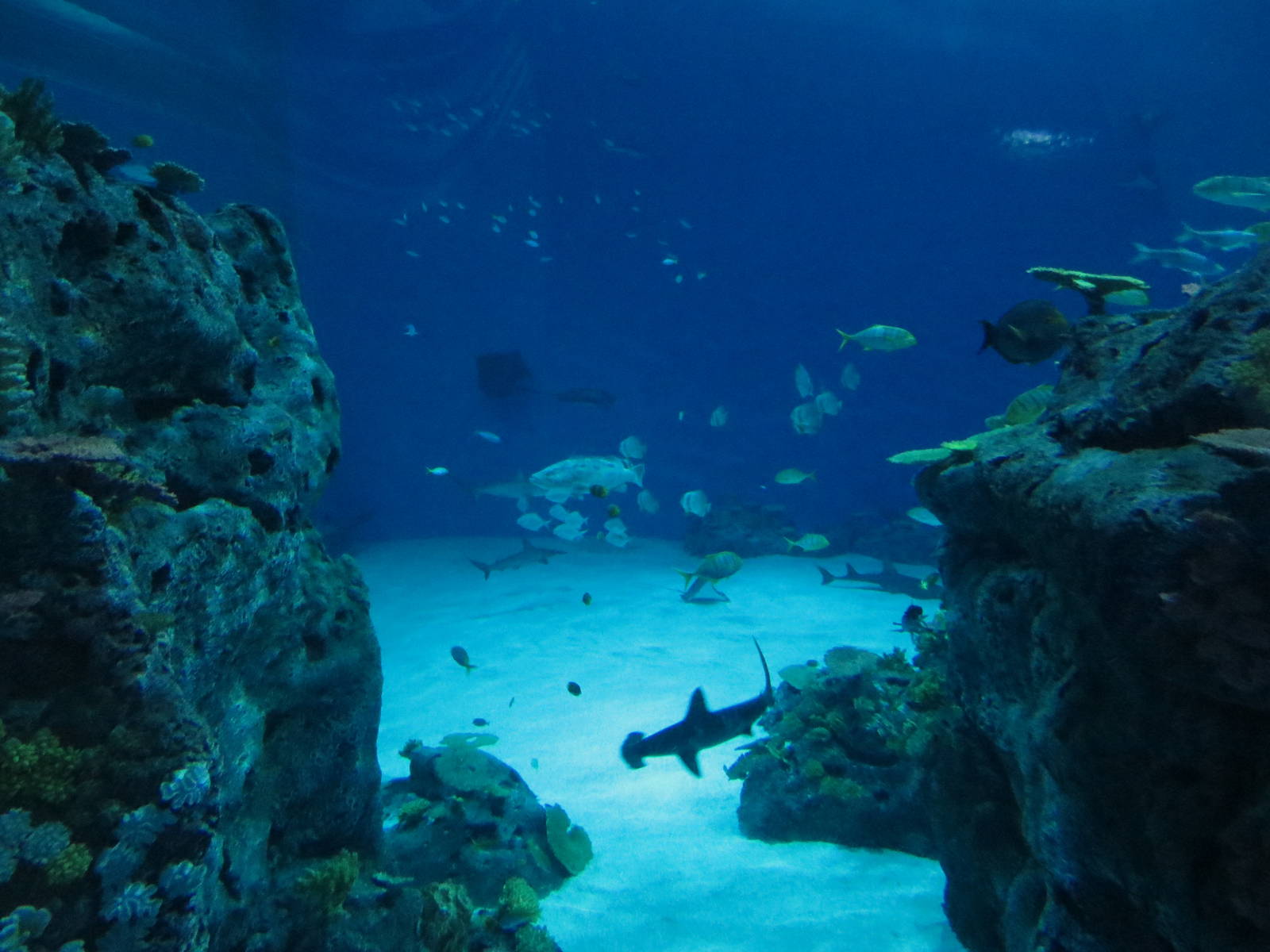 Main ocean tank, June 2015.