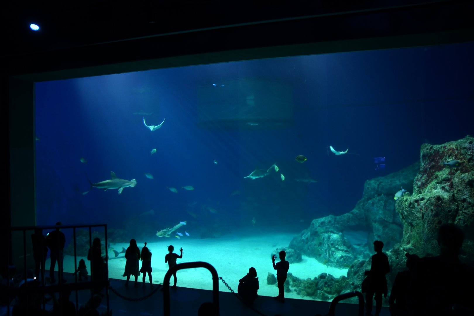 Main ocean tank