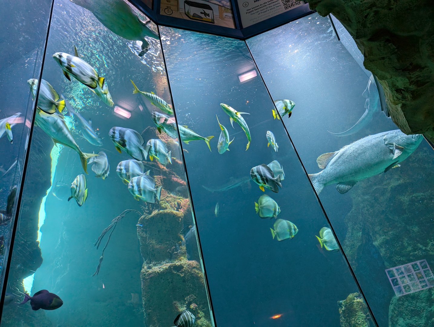 Main Ocean Tank