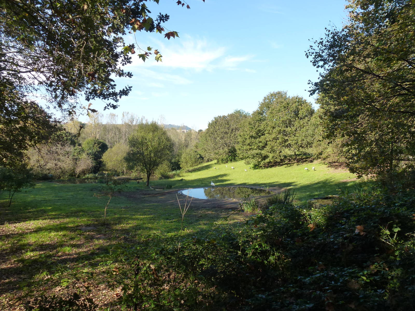 Main paddock, November 2013.