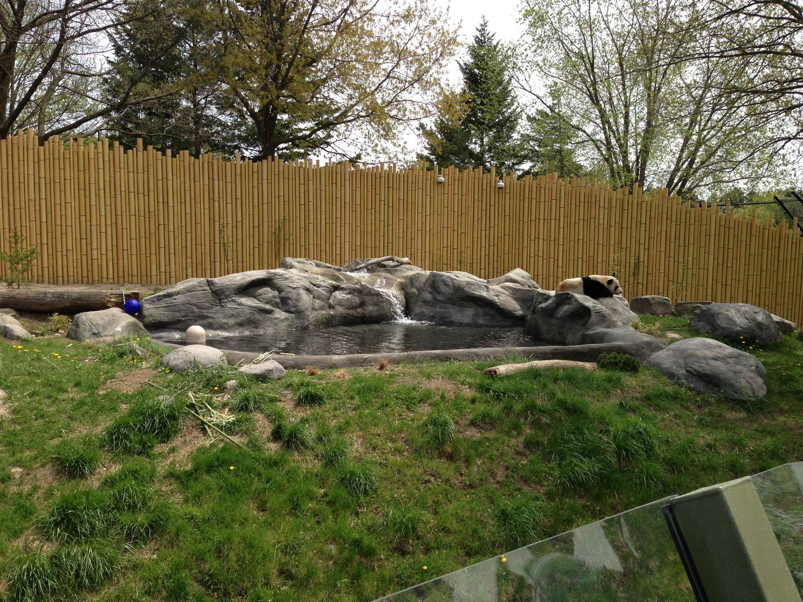 Main Panda Exhibit