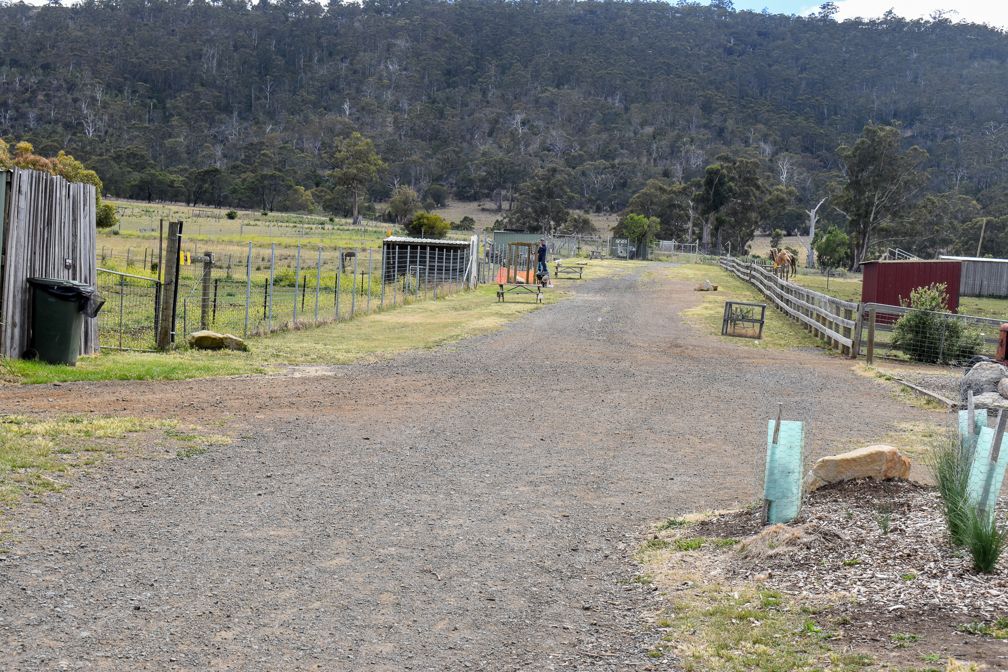 Main Pathway towards zebra/emu/dromedary