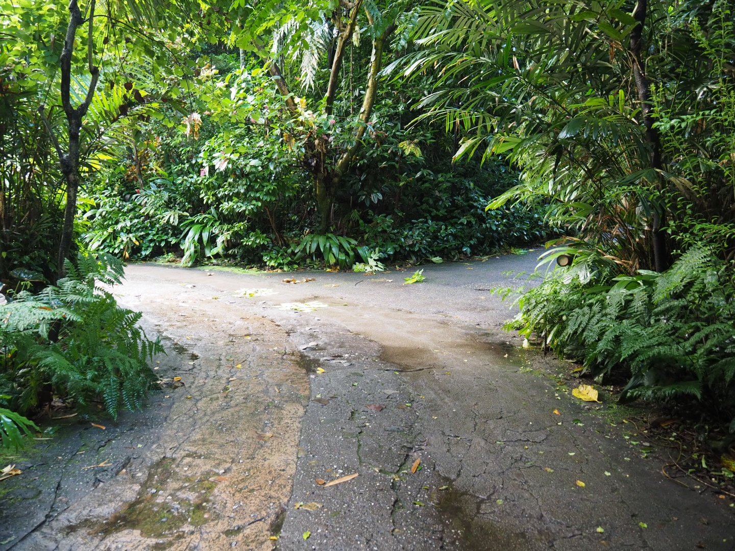 Main pathways in Burgers' Bush (Sep 16th, 2018)