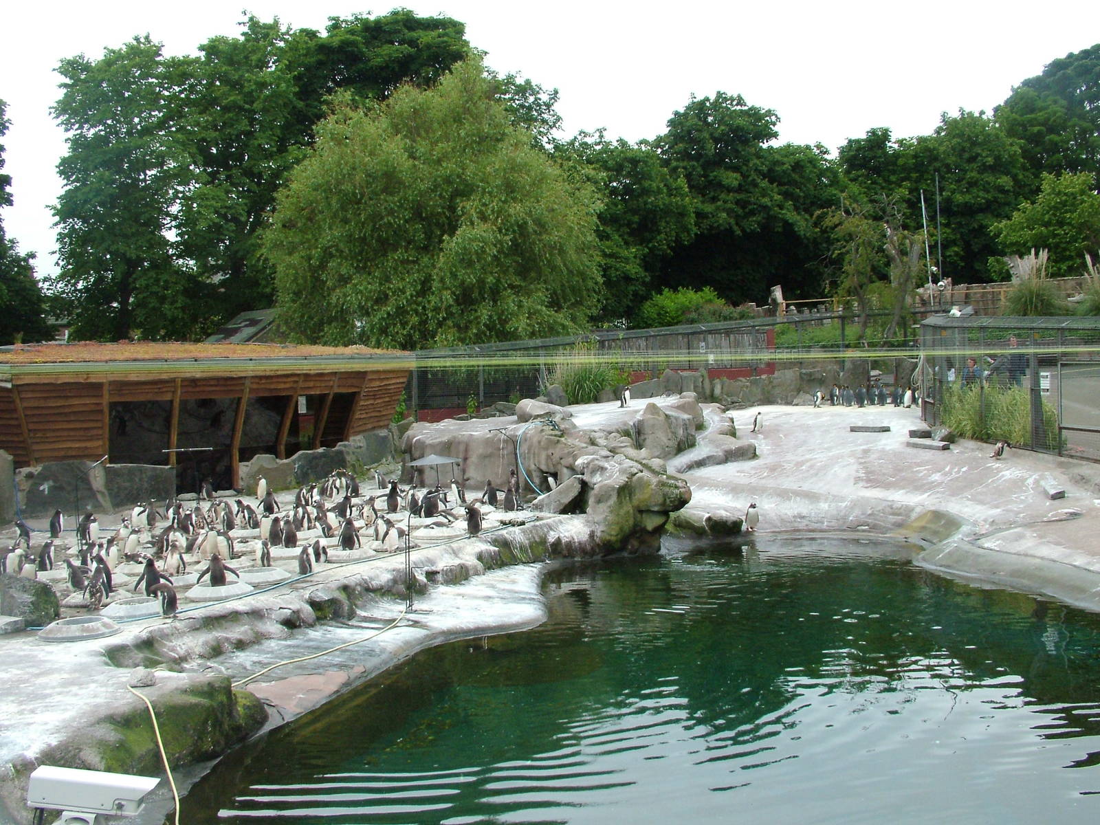 Main penguin pool at Edinburgh Zoo 2008