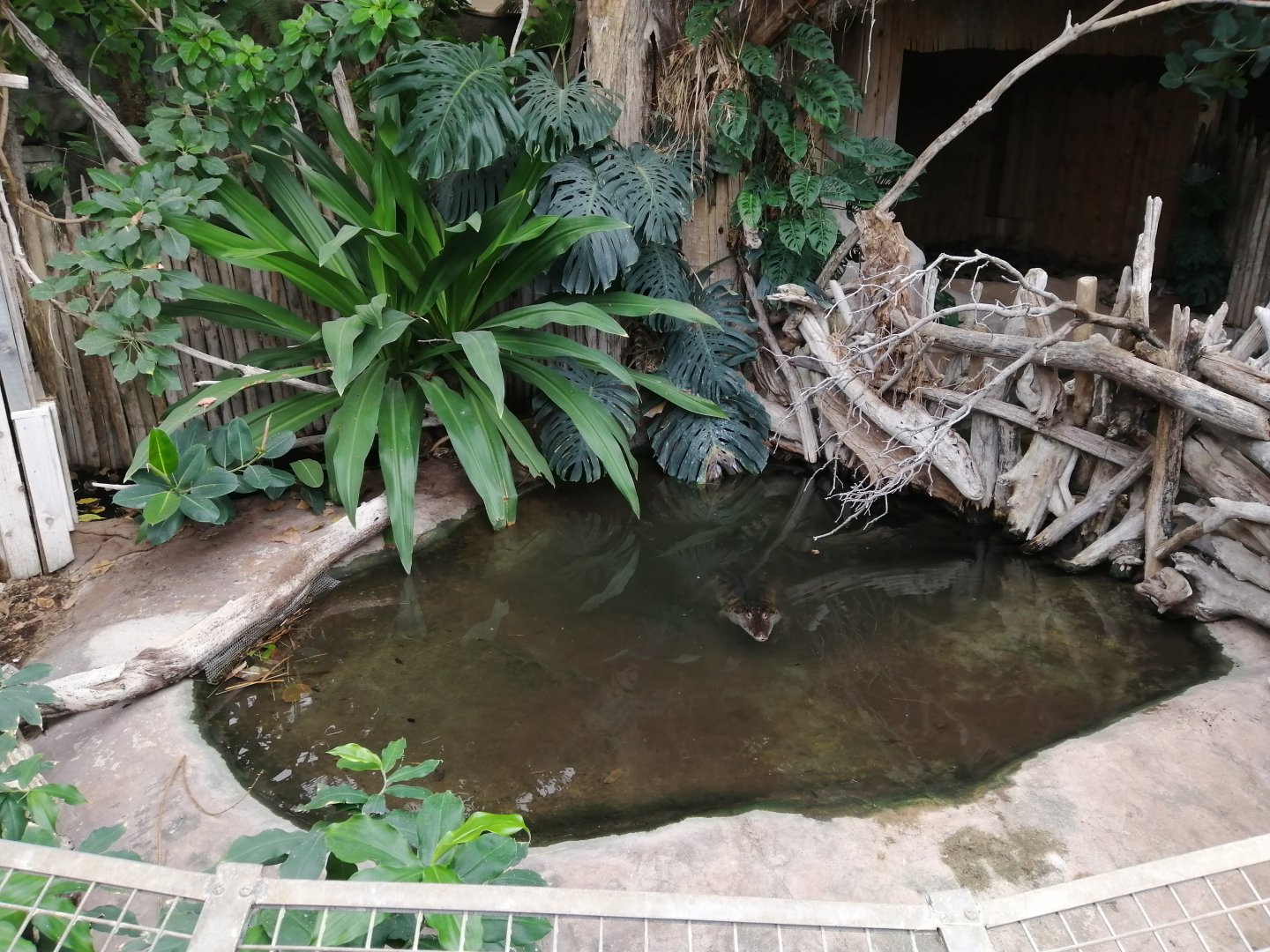 Main Philippine crocodiles exhibit