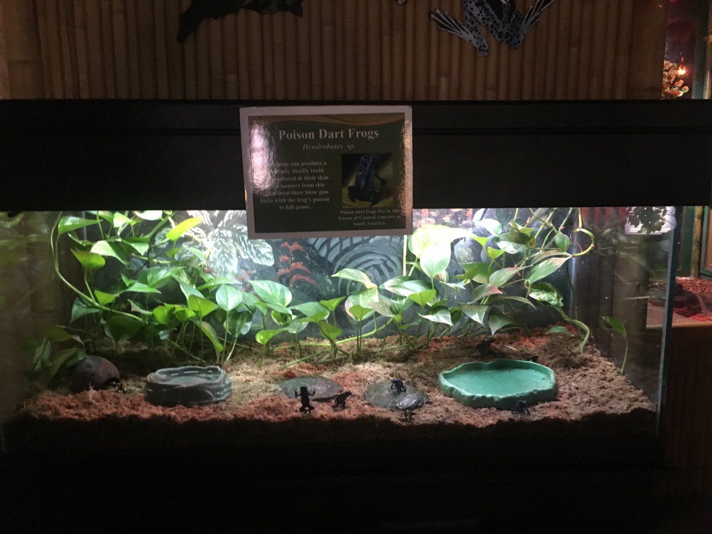 Main poison dart frog terrarium