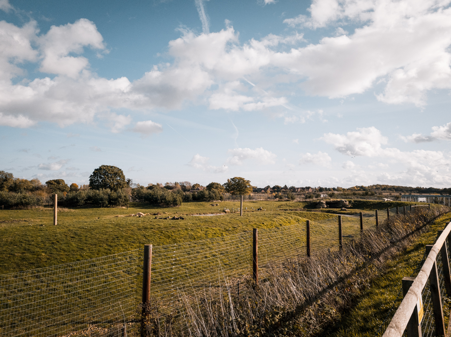 Main Polar Bear complex - Enclosure 1