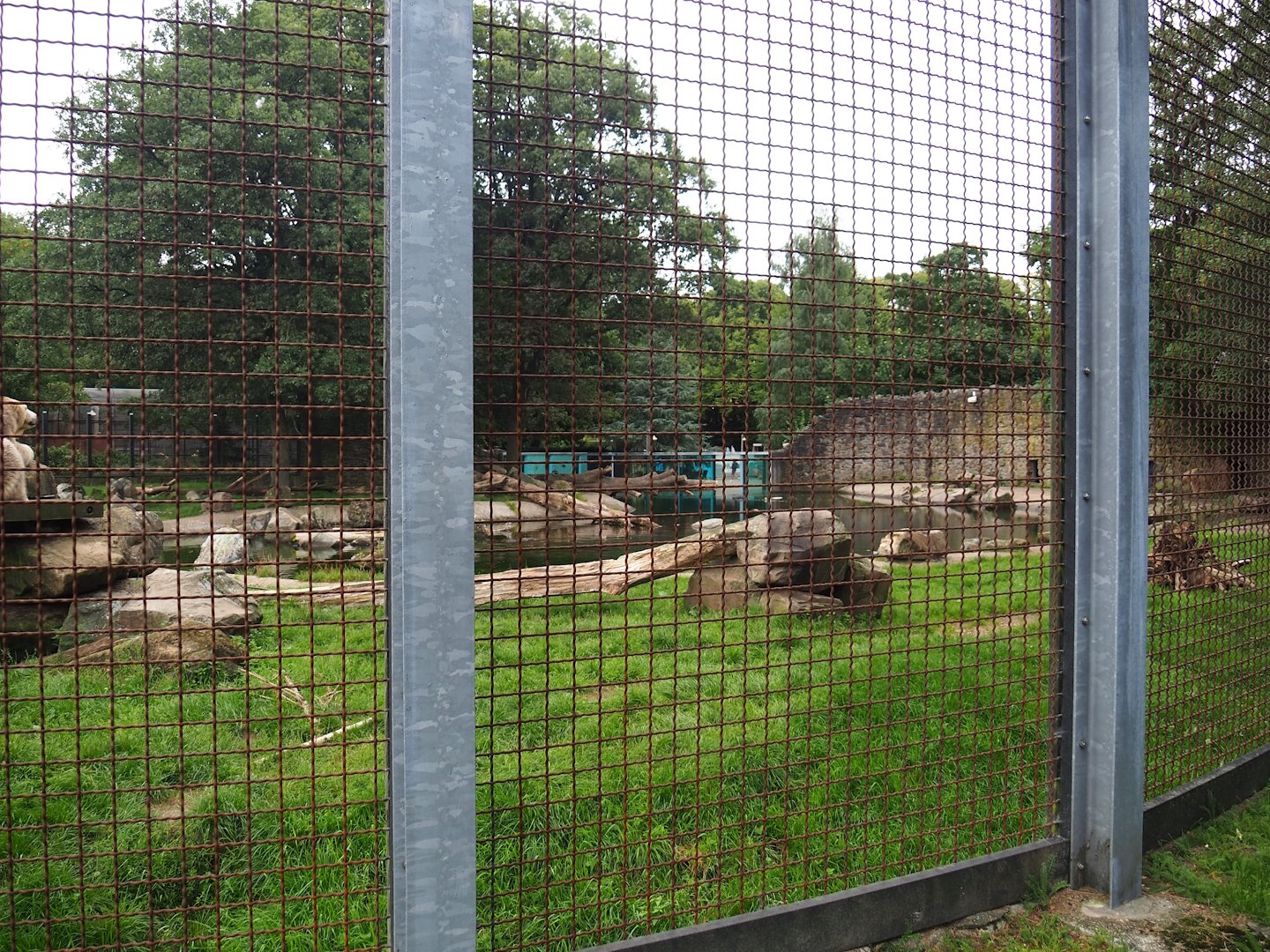 Main polar bear exhibit, 2023-08-17