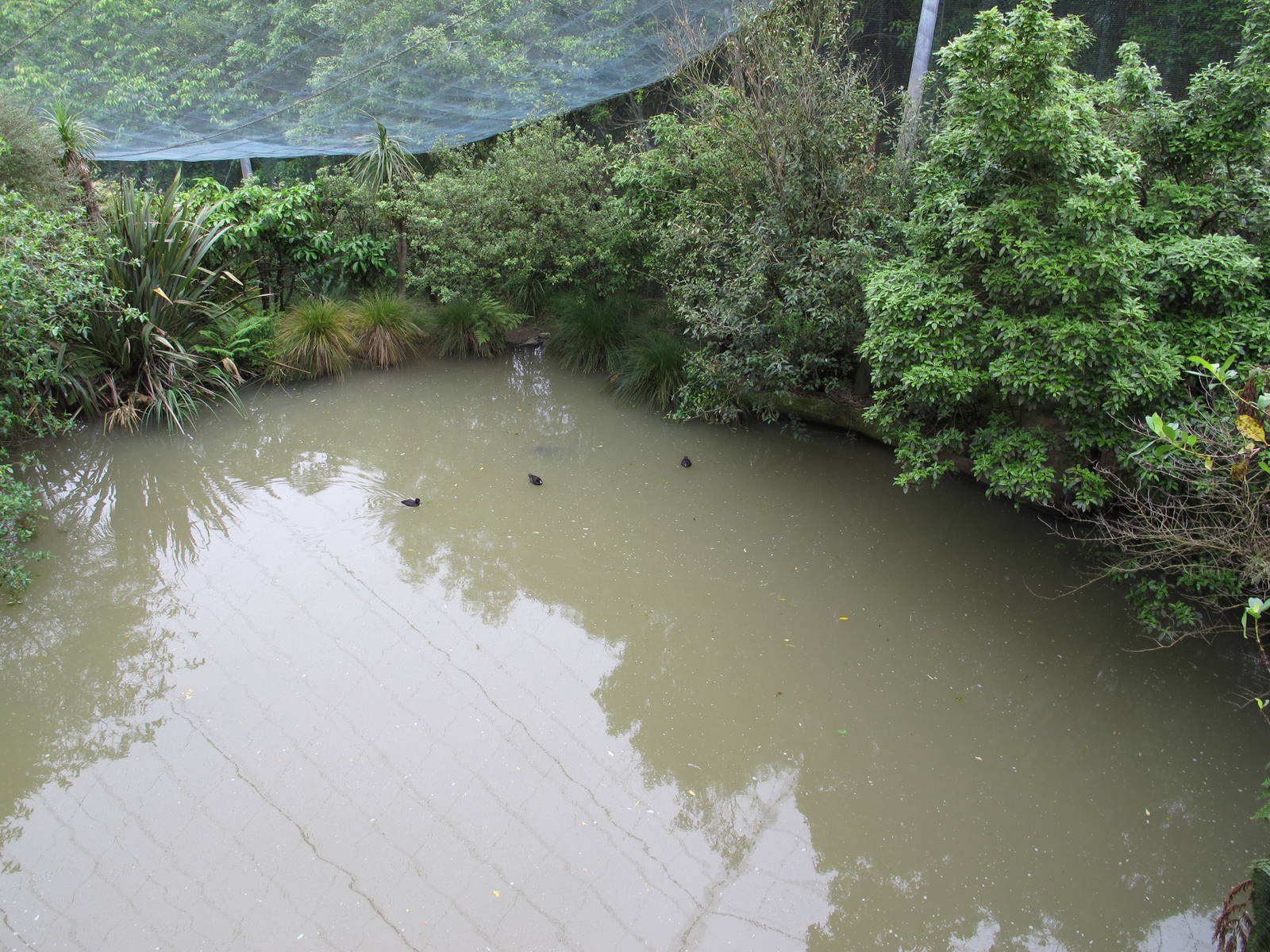 Main Pond in Freeflight Sanctuary - Hamilton Zoo