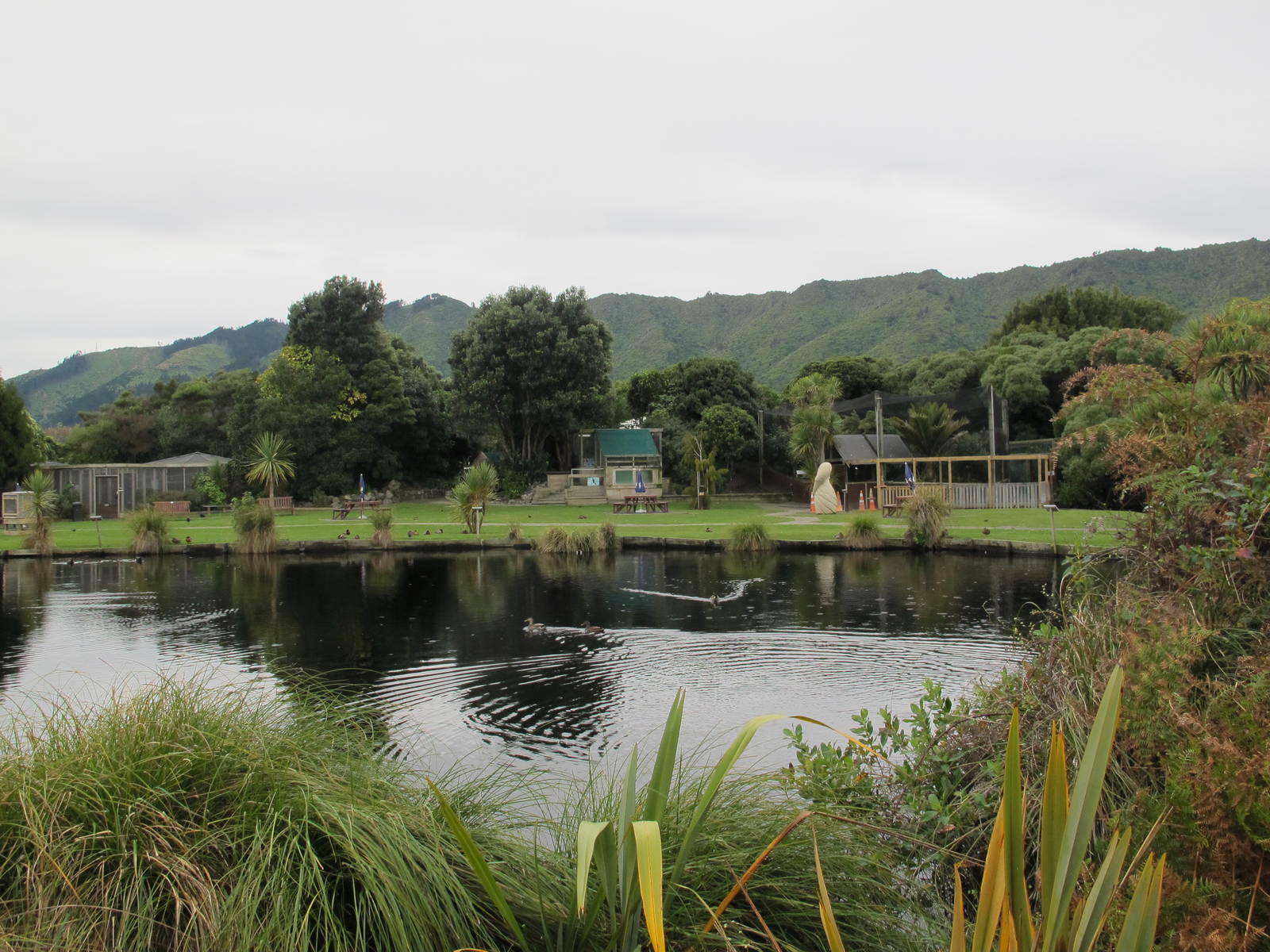 Main Pond - Nga Manu