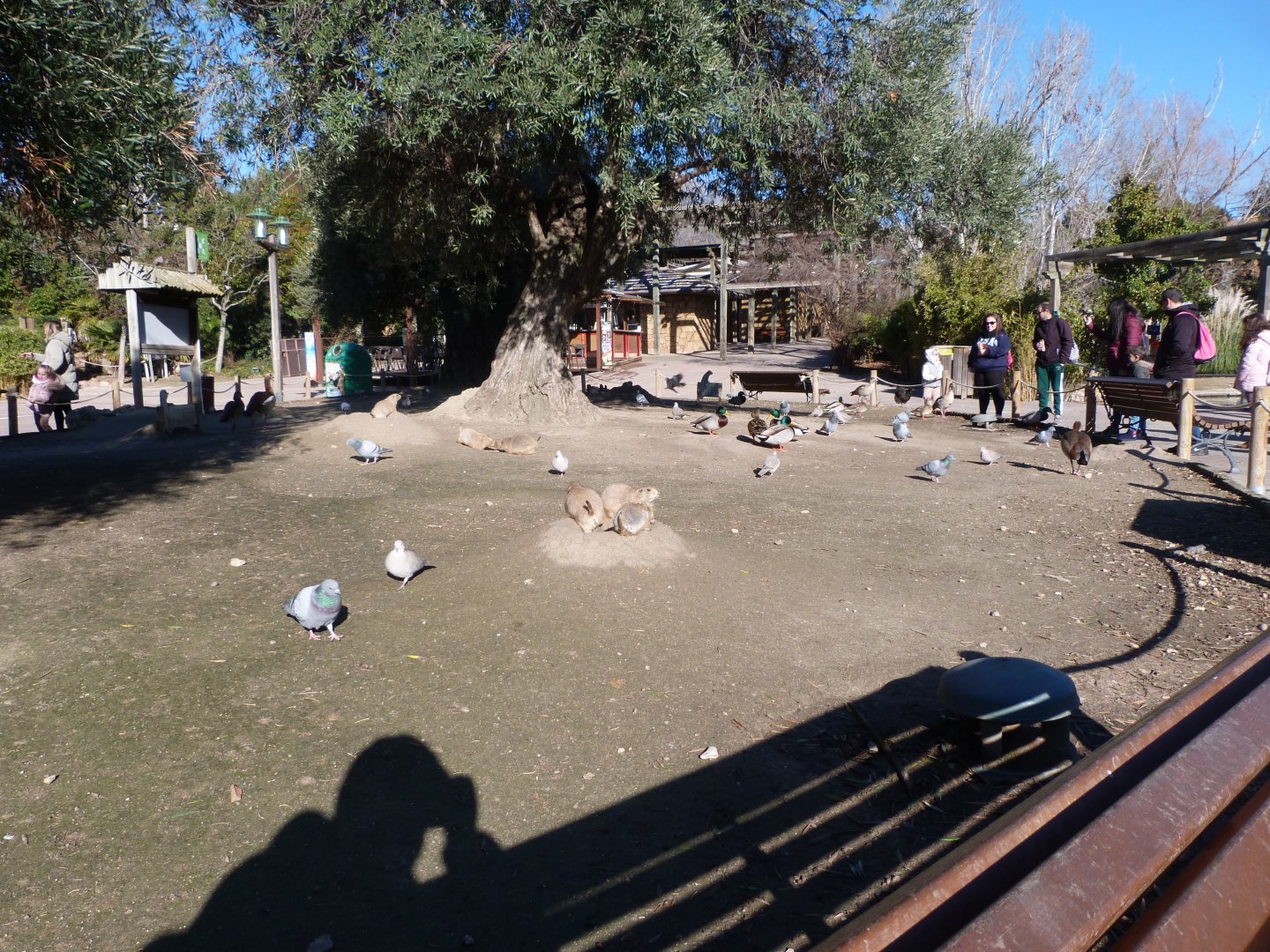 Main prairie dog burrowing area -Faunia (2025)