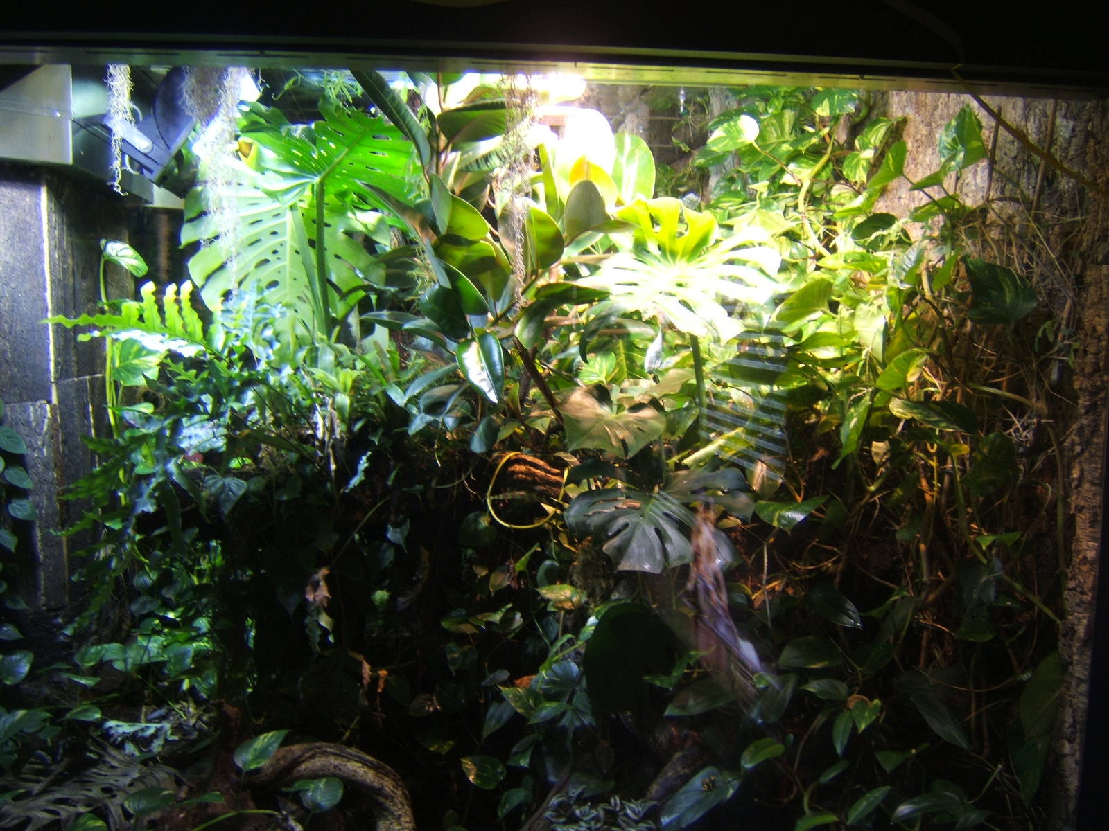 Main Rain Forest Viv