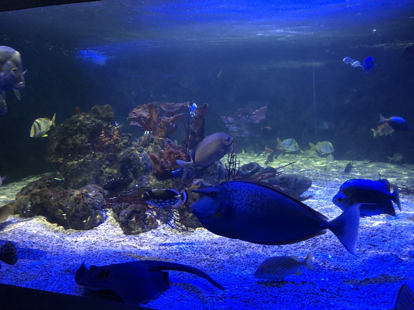 Main Reef Tank at SEA LIFE Scarborough (September 2022)