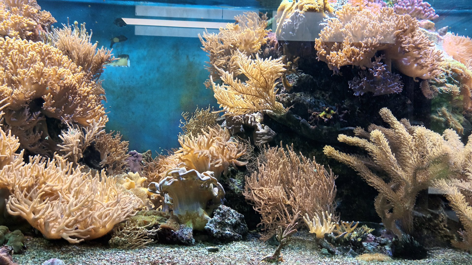 Main Reef Tank
