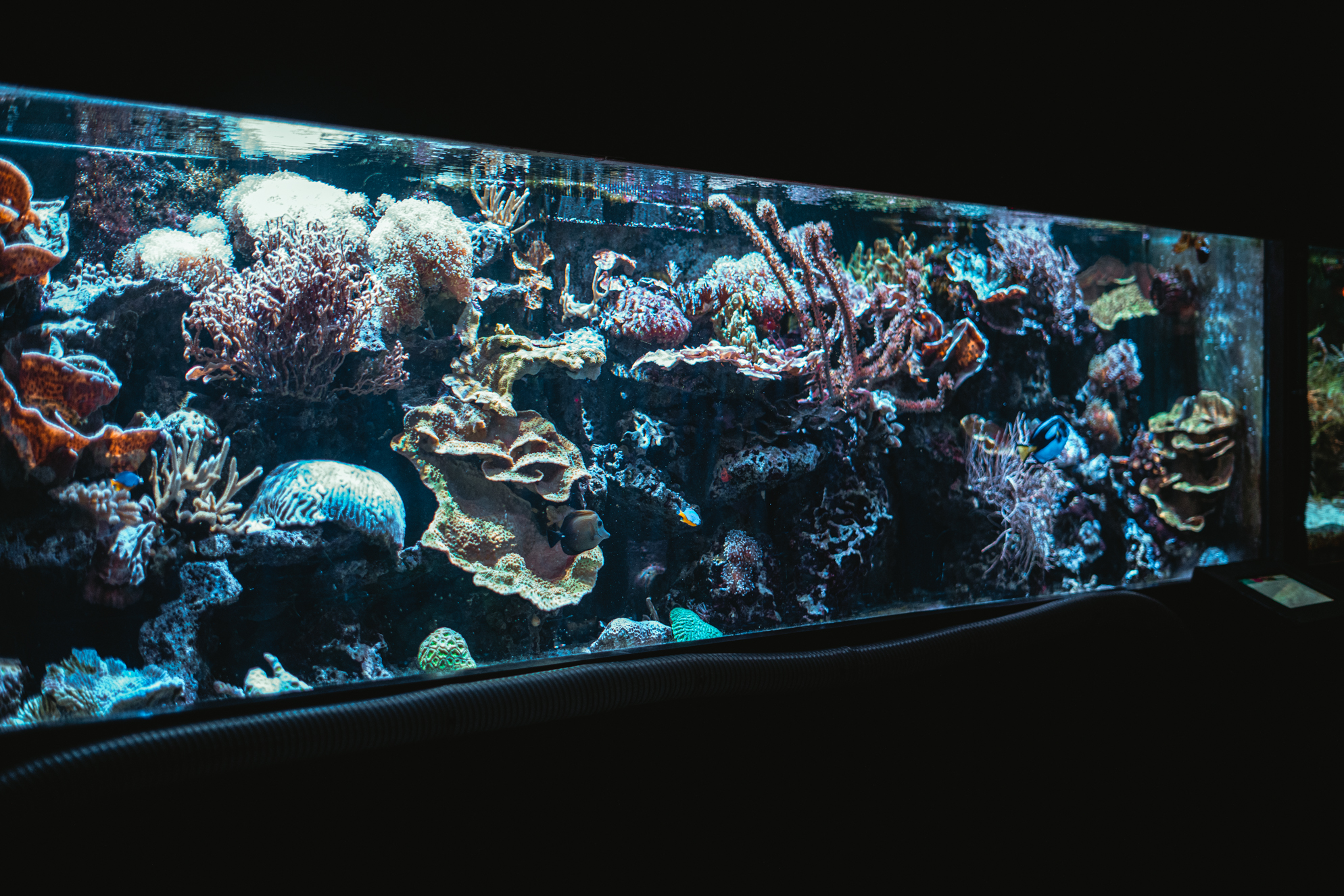 Main reef tank