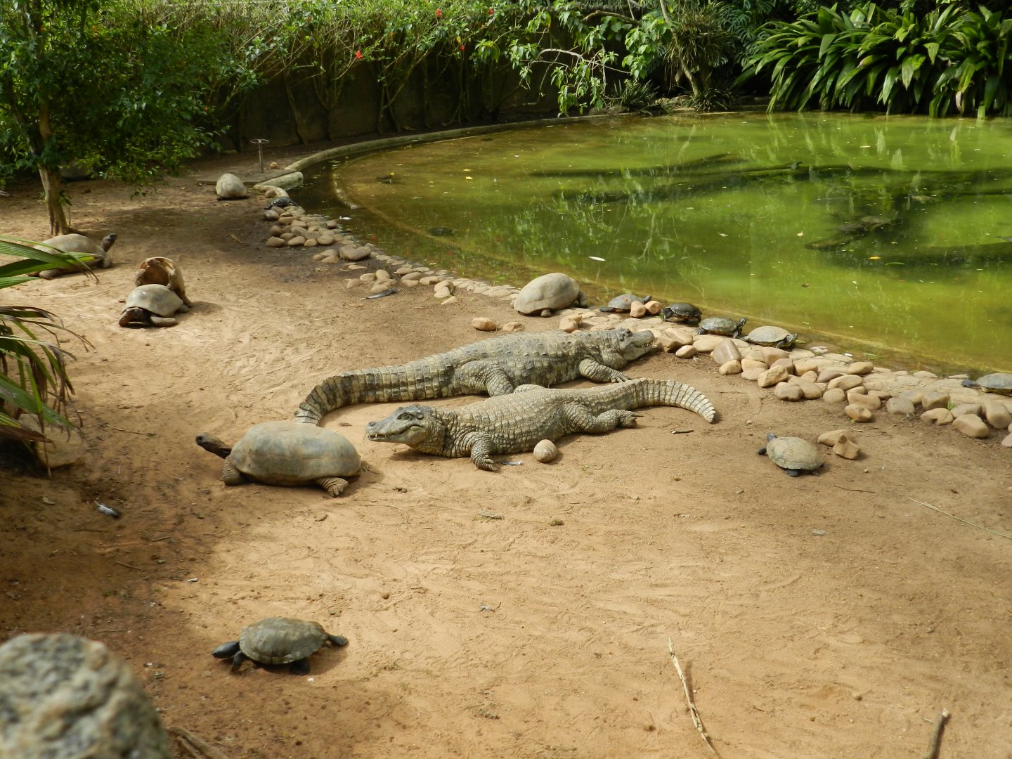 Main reptile pond - Zoo São Paulo