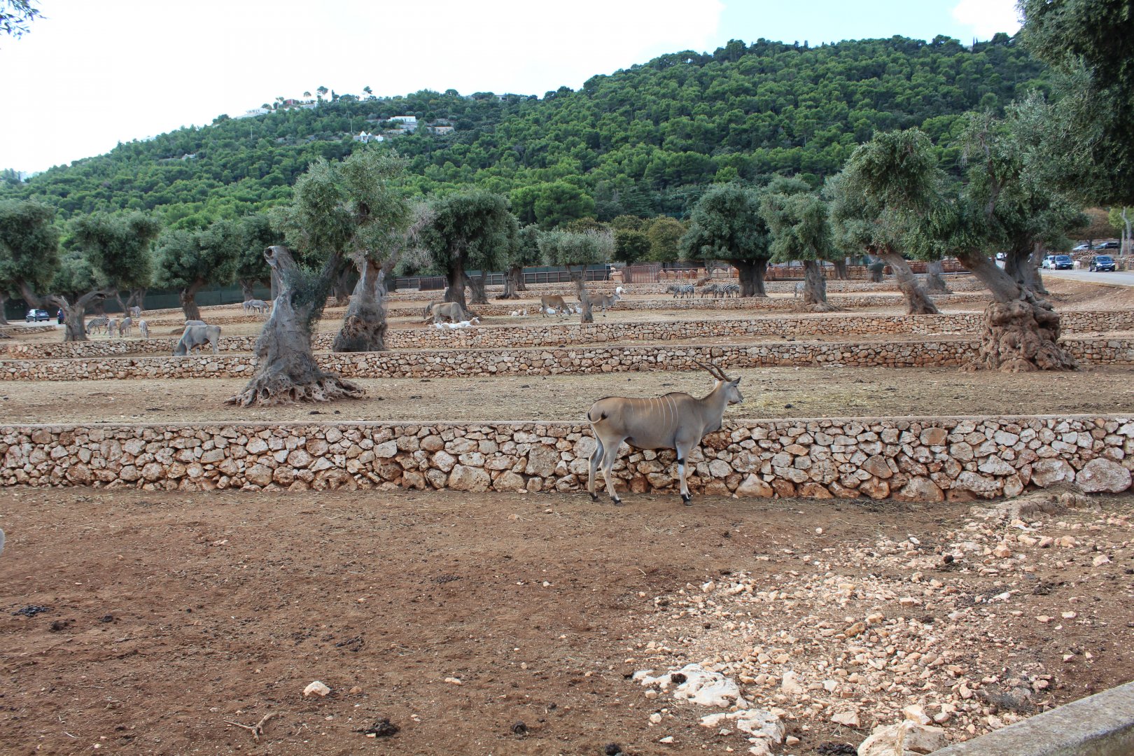 Main Reserve - Oct 2019