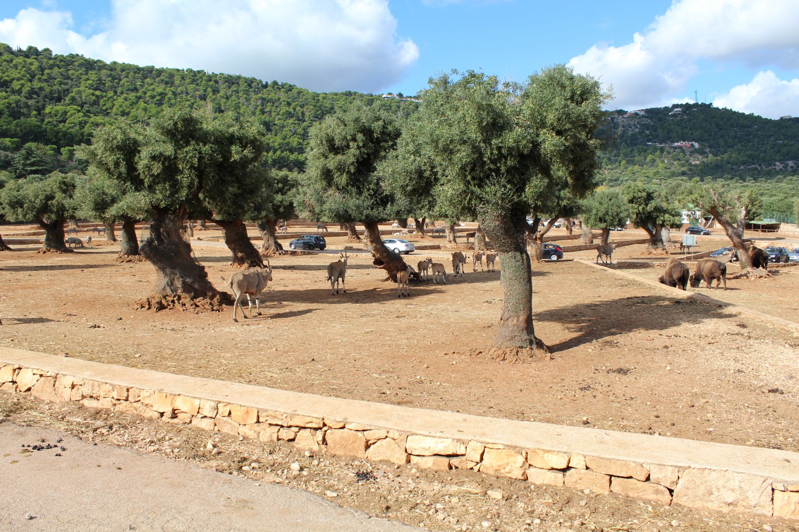 Main Reserve - Oct 2019