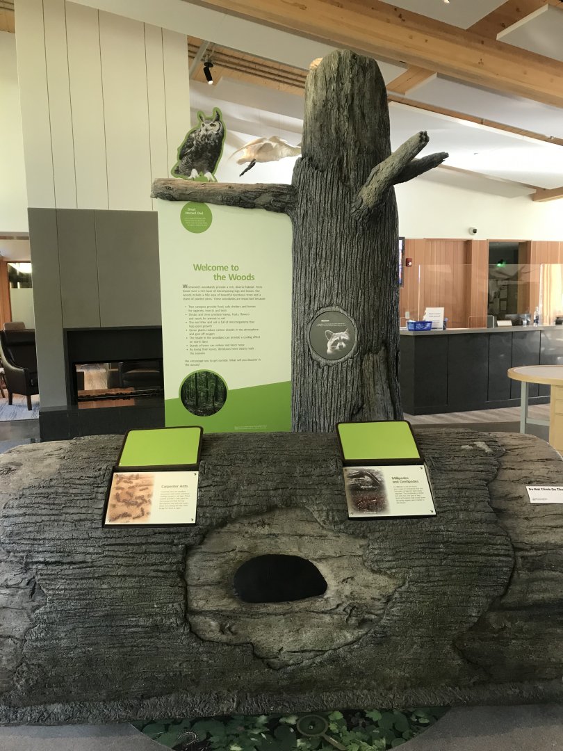 Main Room - Forest Display