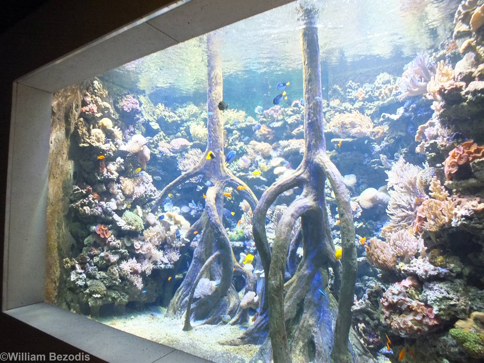 Main Saltwater Tank in the Newly Renovated Aquarium
