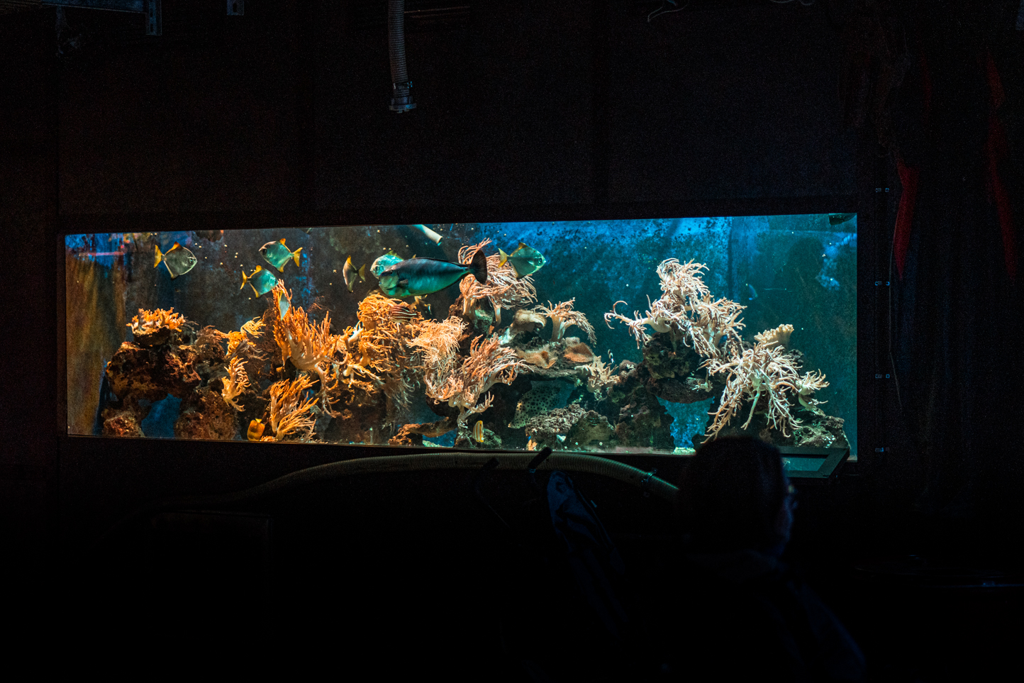 Main saltwater tank