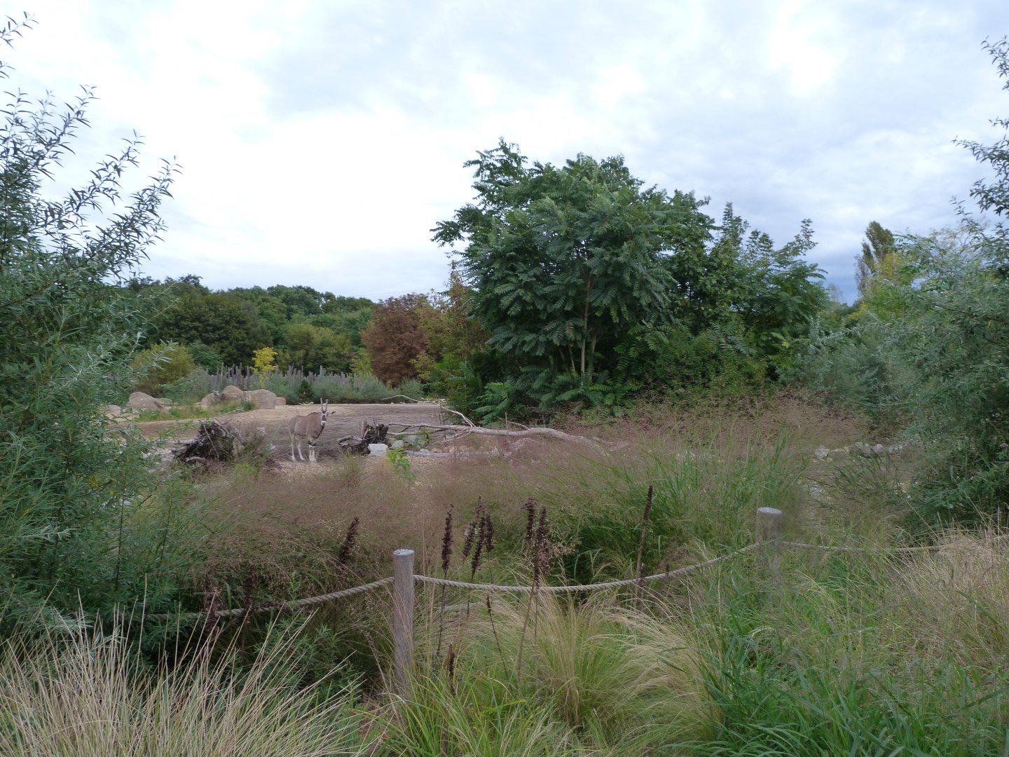 Main savanna exhibit -Tierpark Berlin (2024)