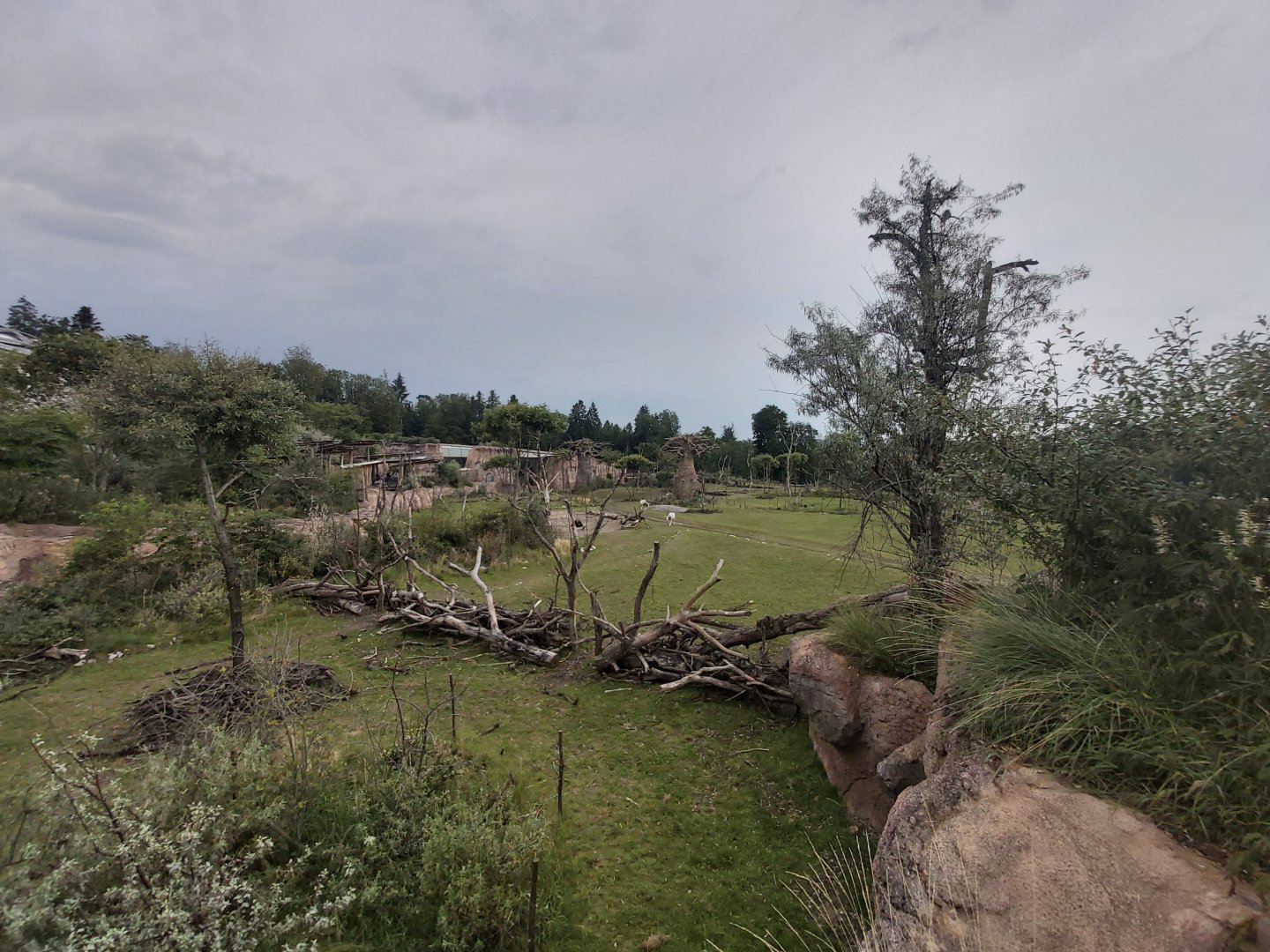 Main savanna - Lewa savanna