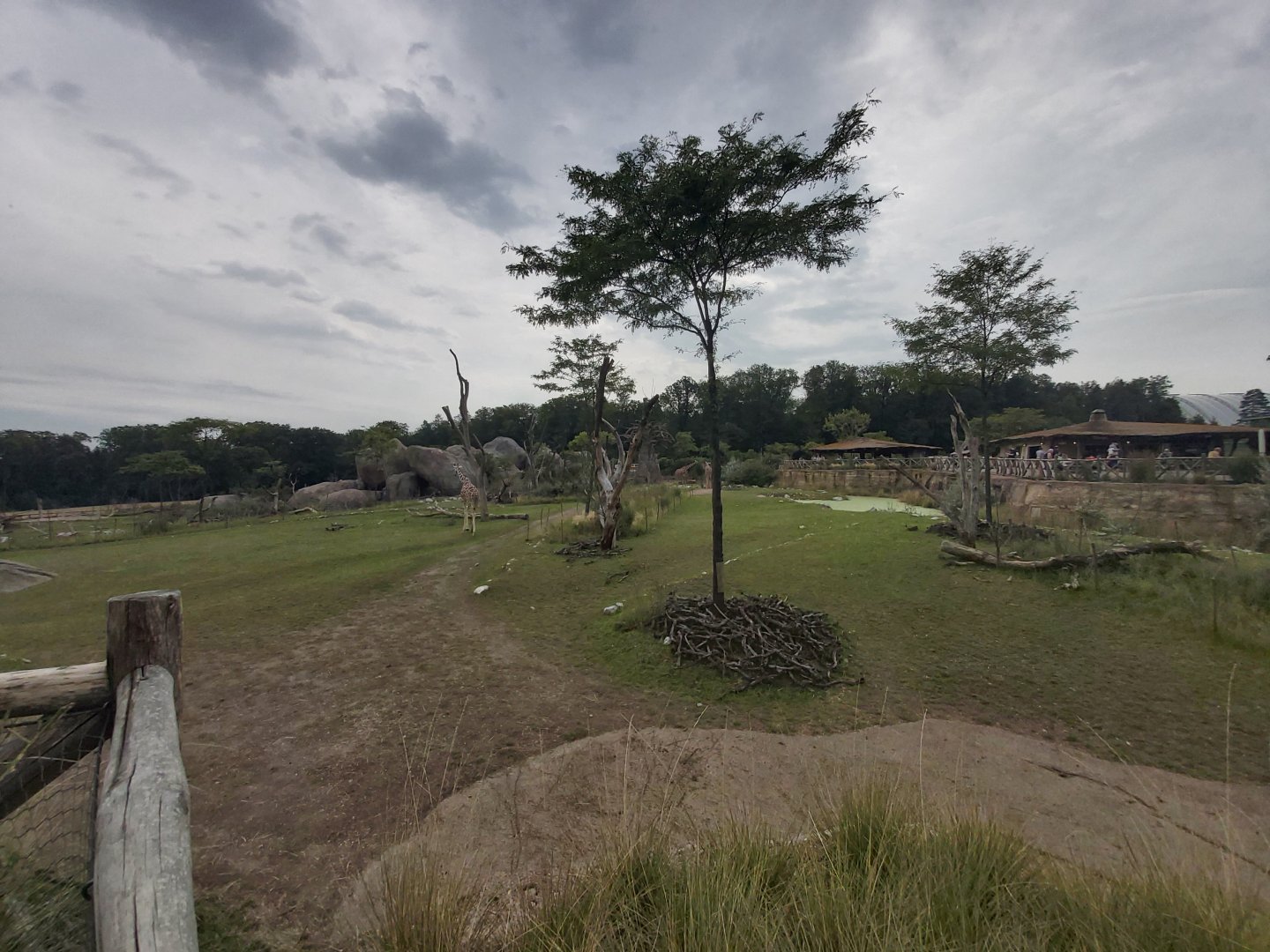 Main savanna - Lewa savanna