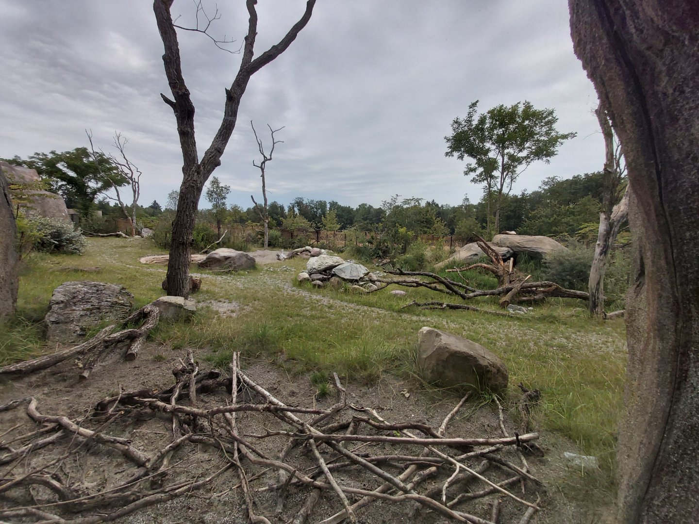 Main savanna - Lewa savanna