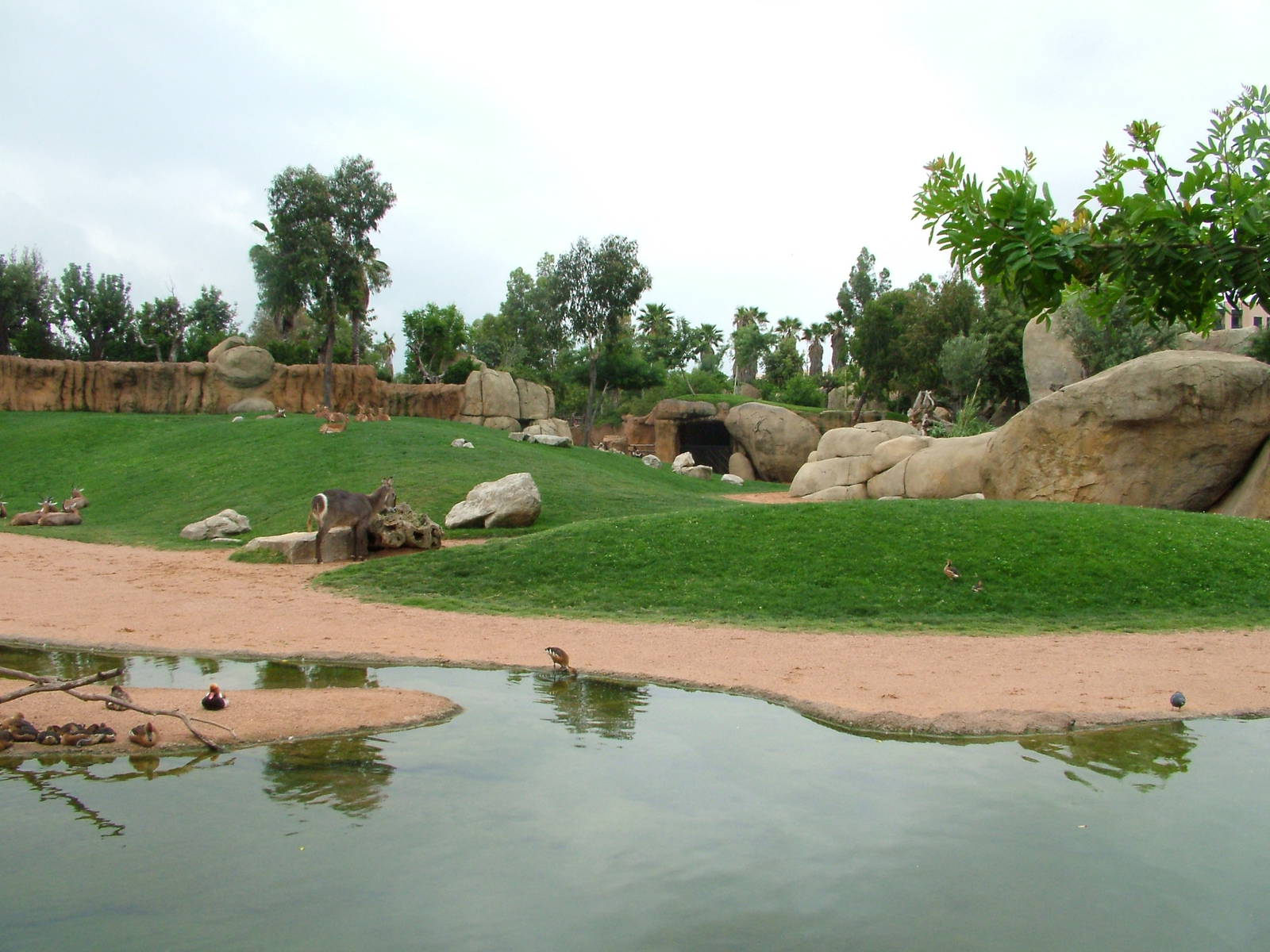 Main Savannah at Bioparc Valencia, 28/05/11