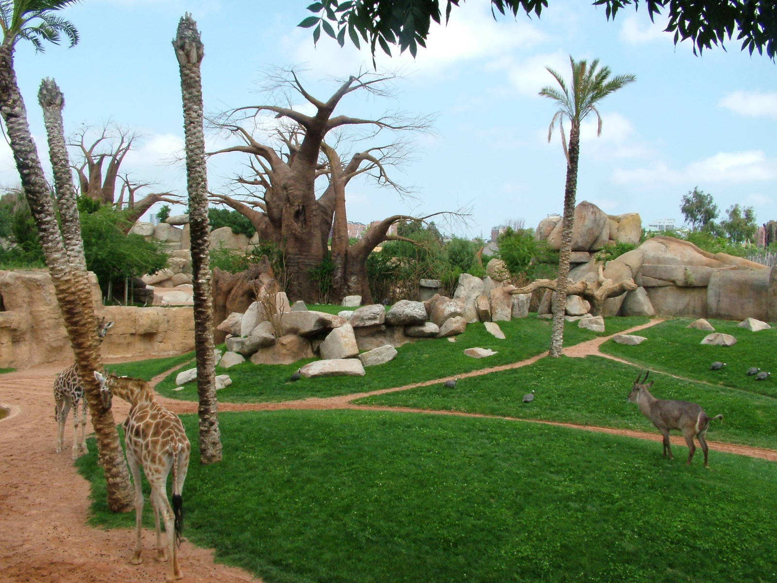 Main Savannah at Bioparc Valencia, 28/05/11